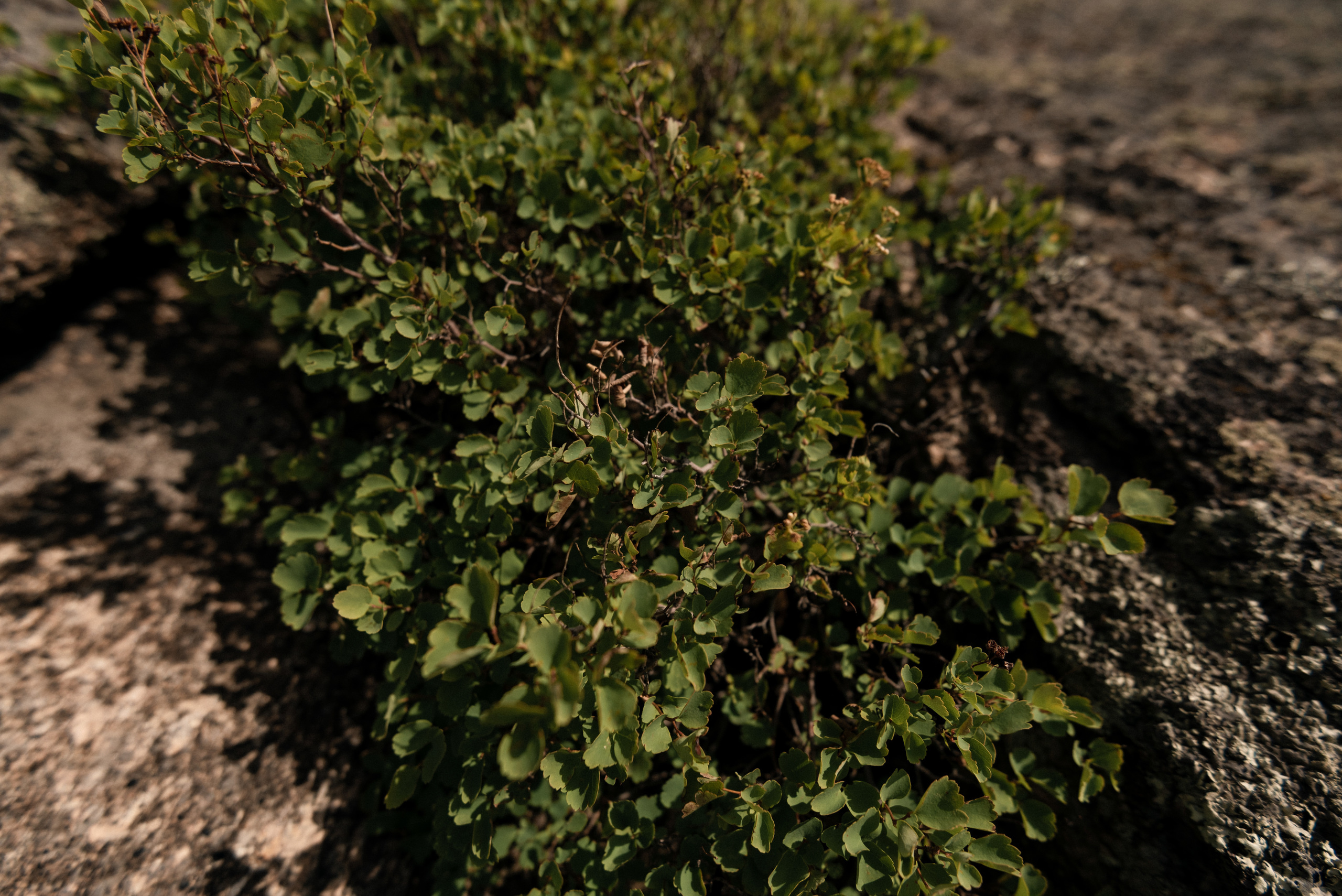 Предсвадебная фотосессия в горах. Сергей Богомолов. Свадебный и семейный фотограф