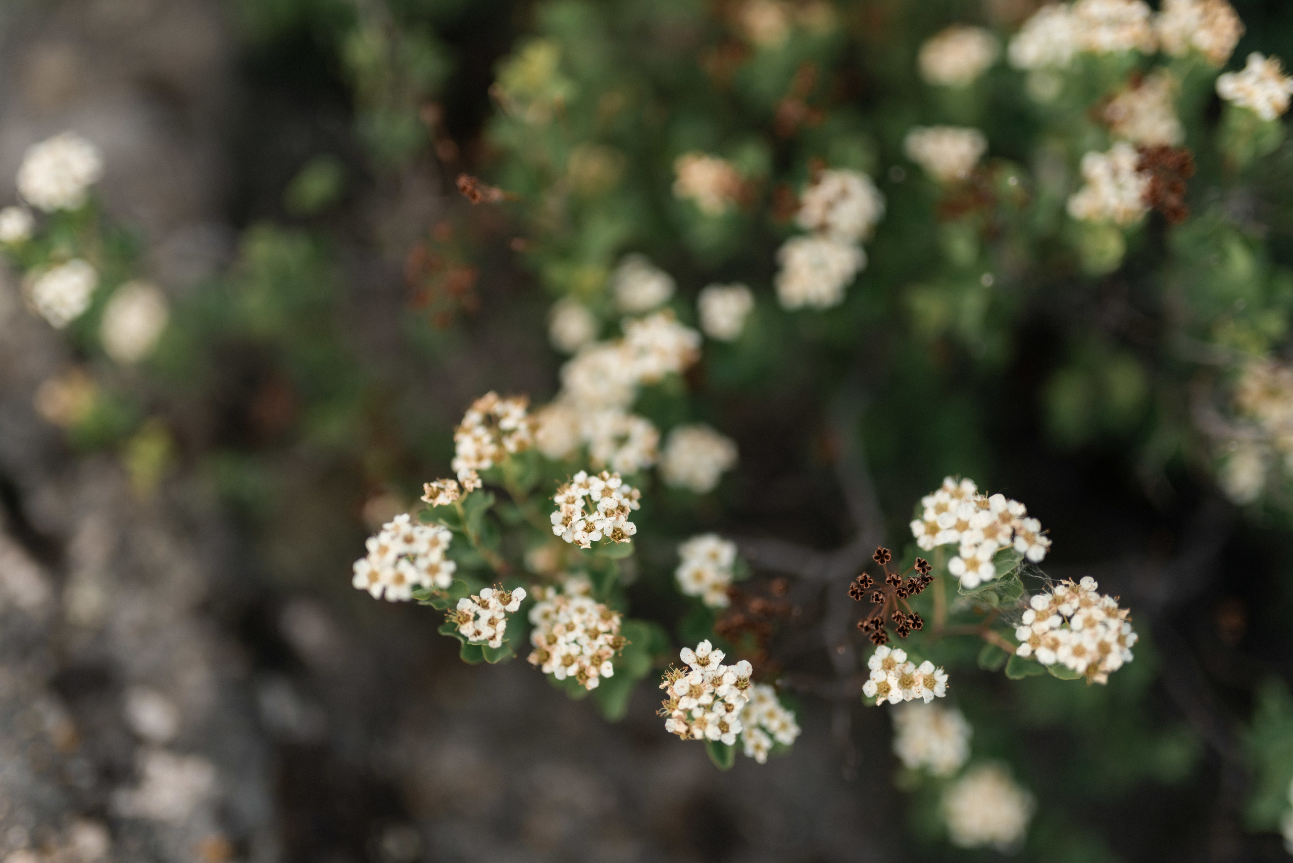 Предсвадебная фотосессия в горах. Сергей Богомолов. Свадебный и семейный фотограф