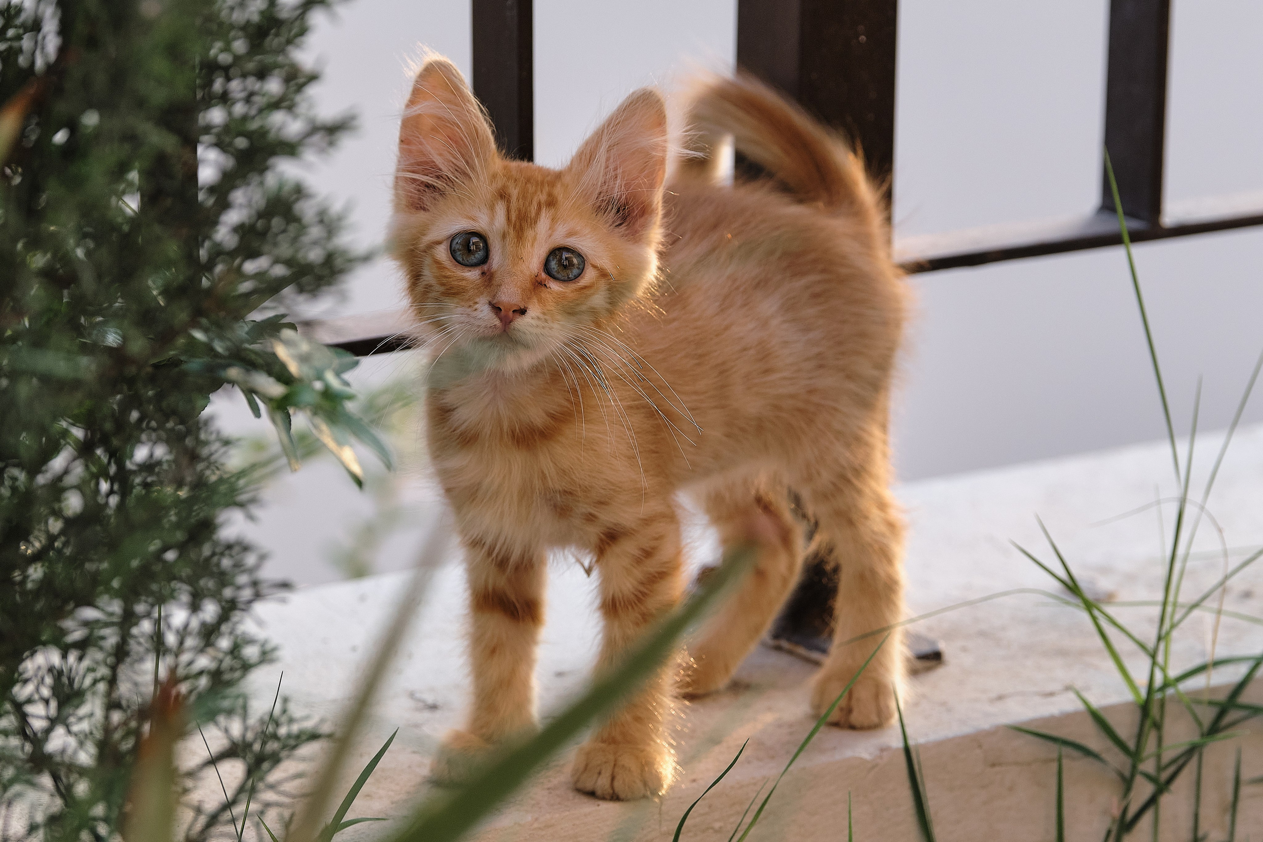 Cyprus > 2023 / kat. Aleksandr Kobtsev