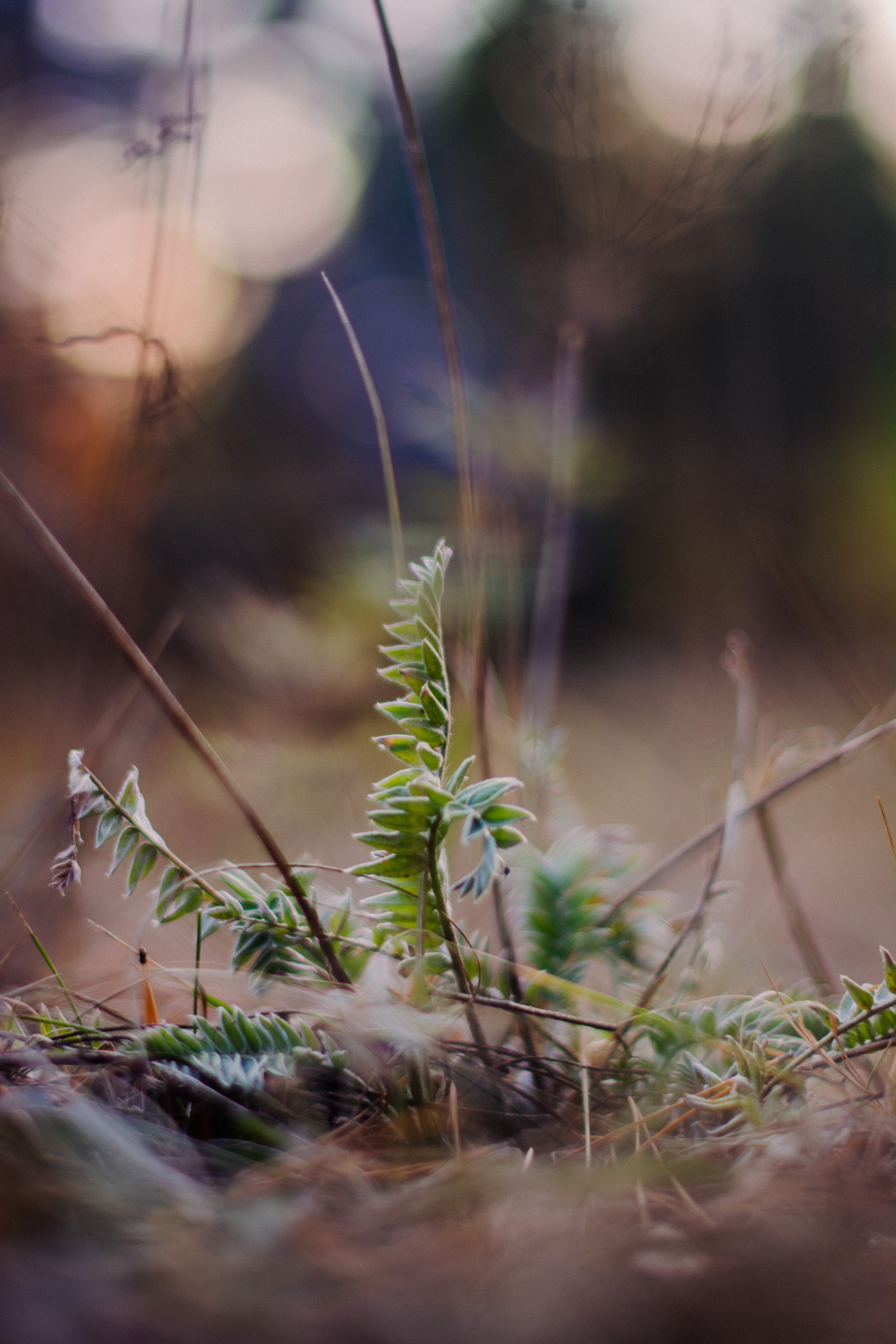 Flowers. Фотографирую искусство в Хабаровске