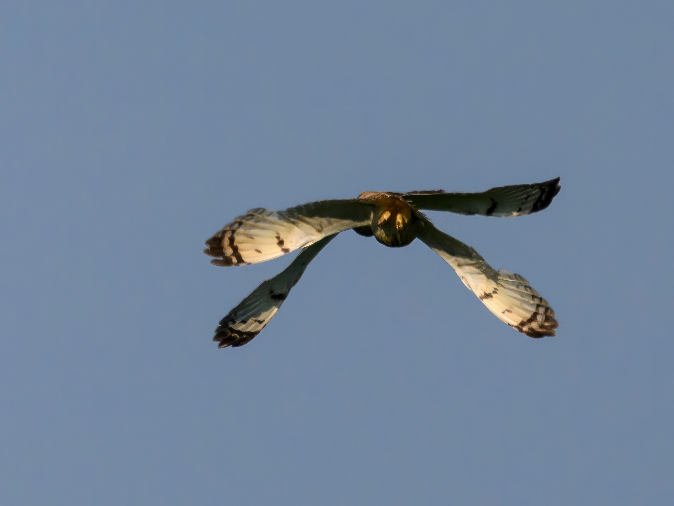 Совы делят территорию. Фотограф Сергей Пупонин