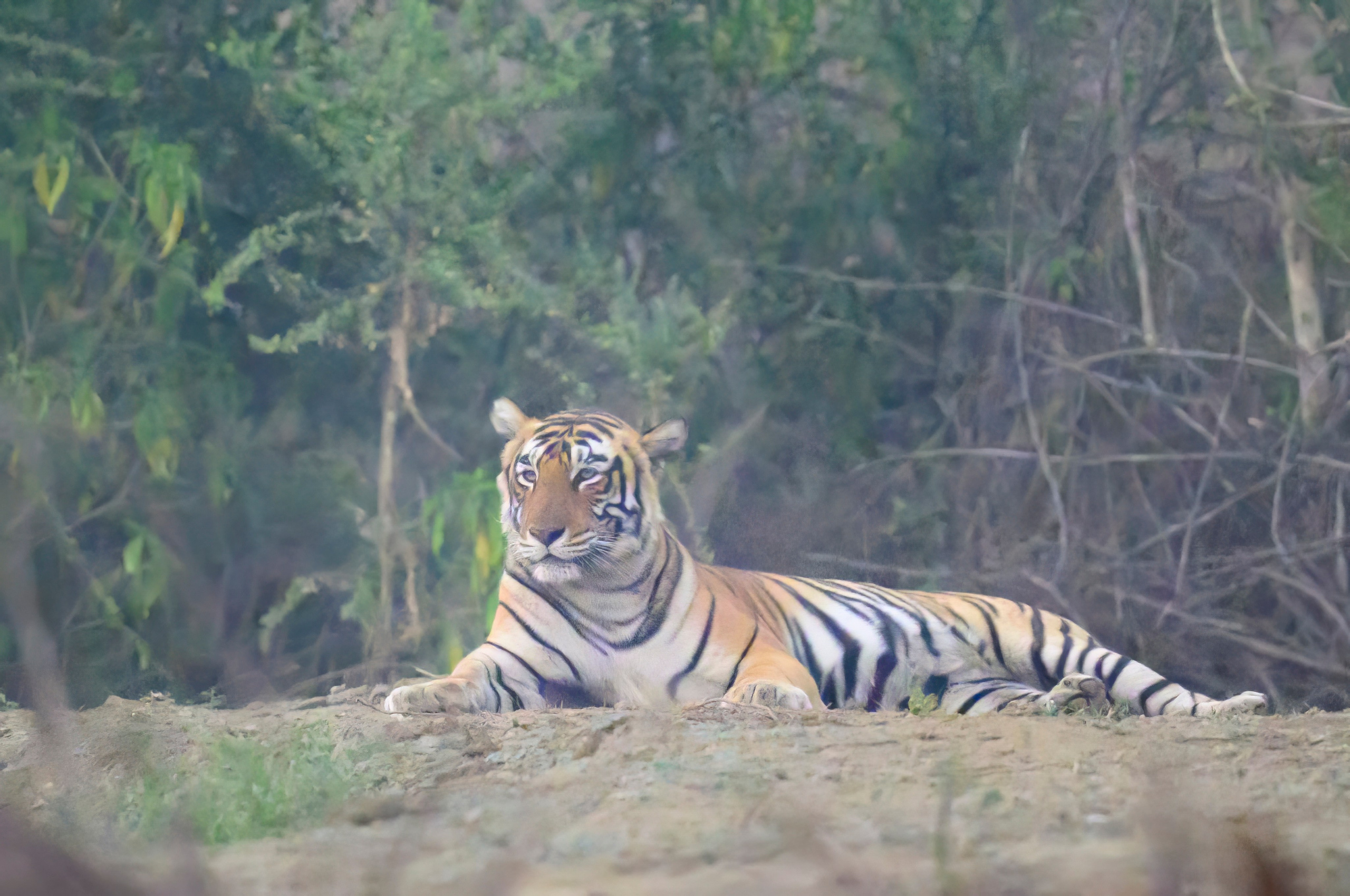 Раджастан, Индия. Wildlife photography by Sergey Puponin