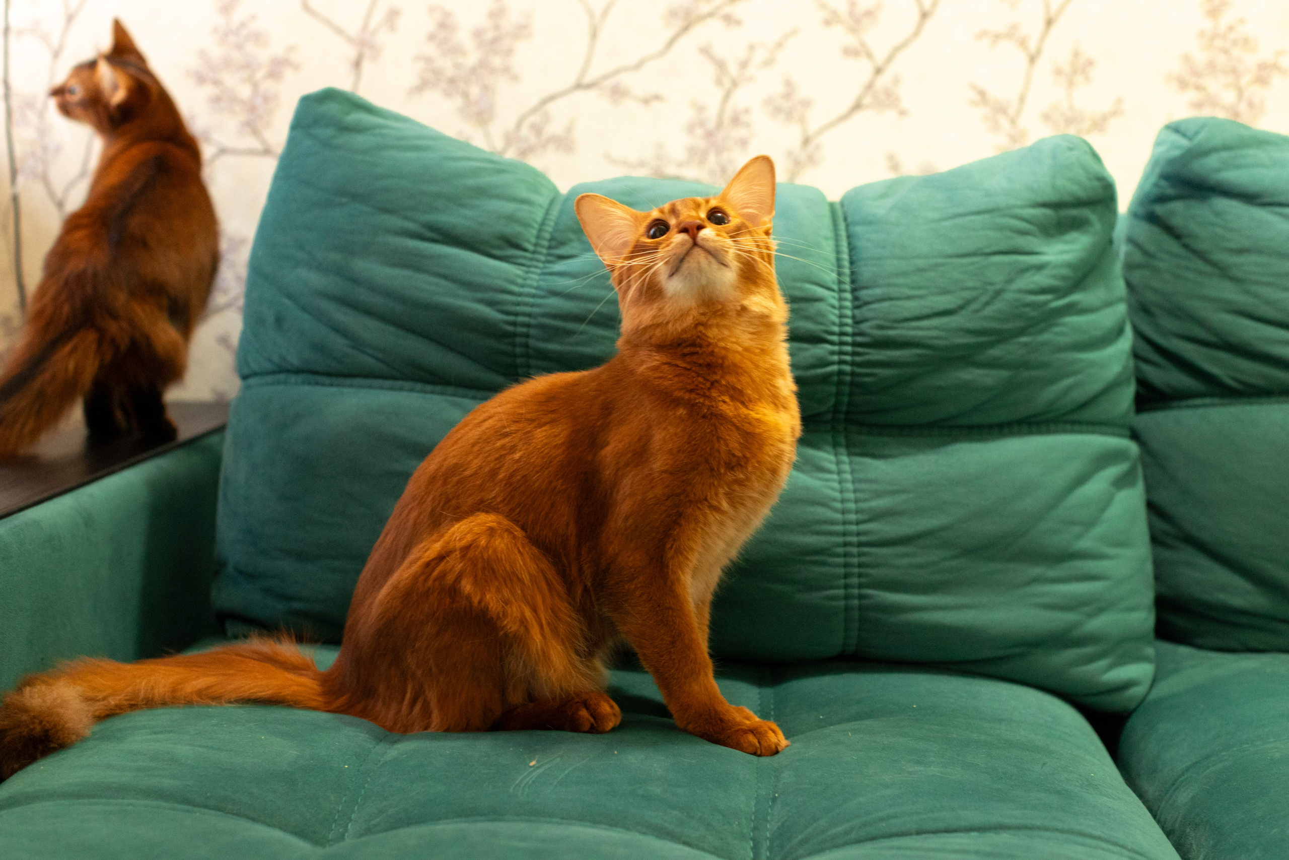 Сомали. Art my Pho