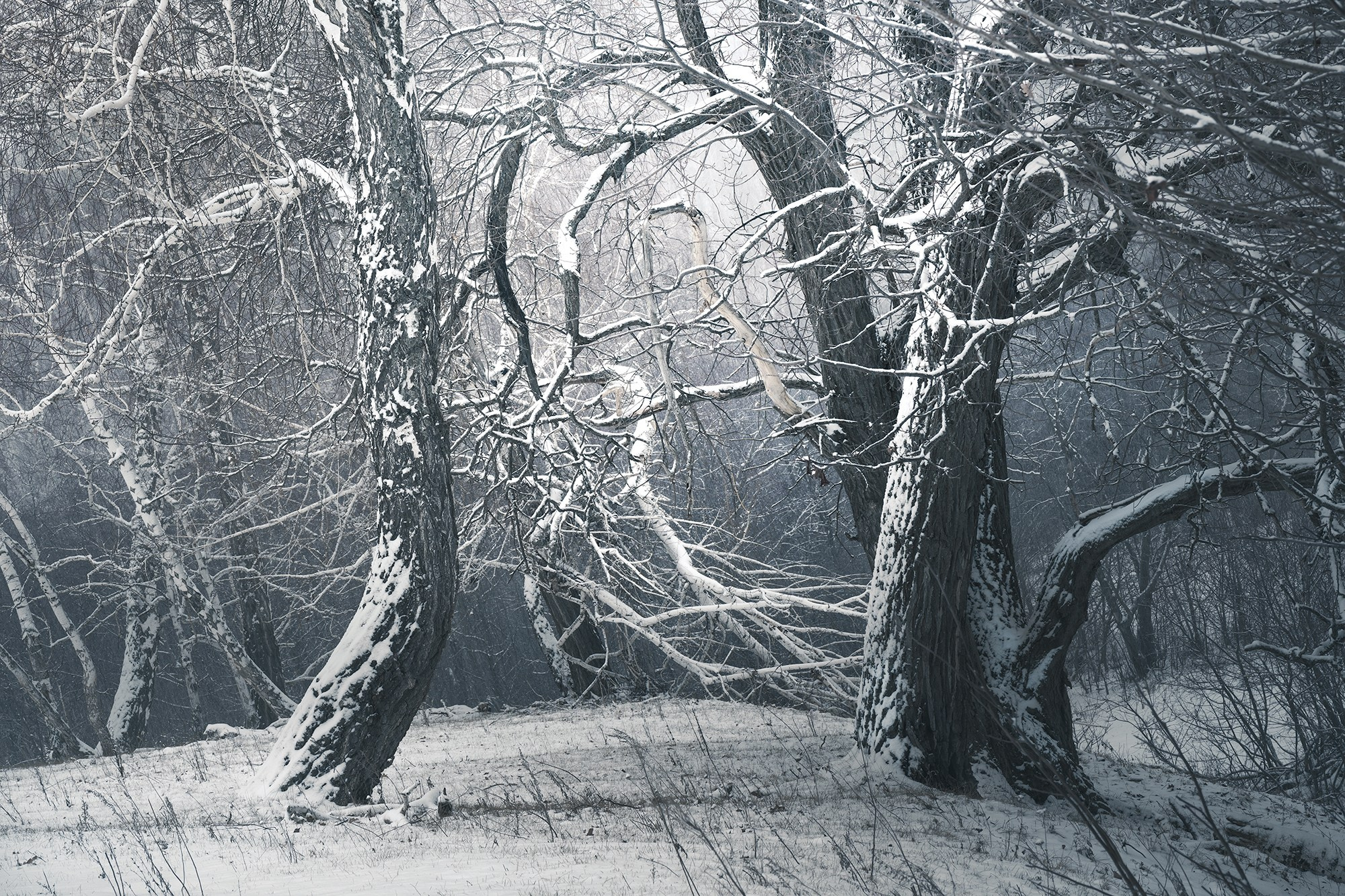 Зимний лес. Пейзажный фотограф Руслан Лукманов