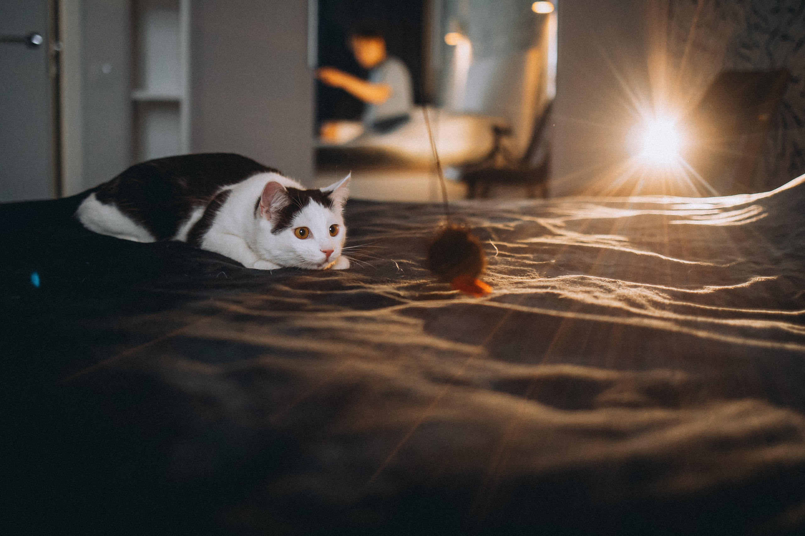 Рыся, Кепа и их семья