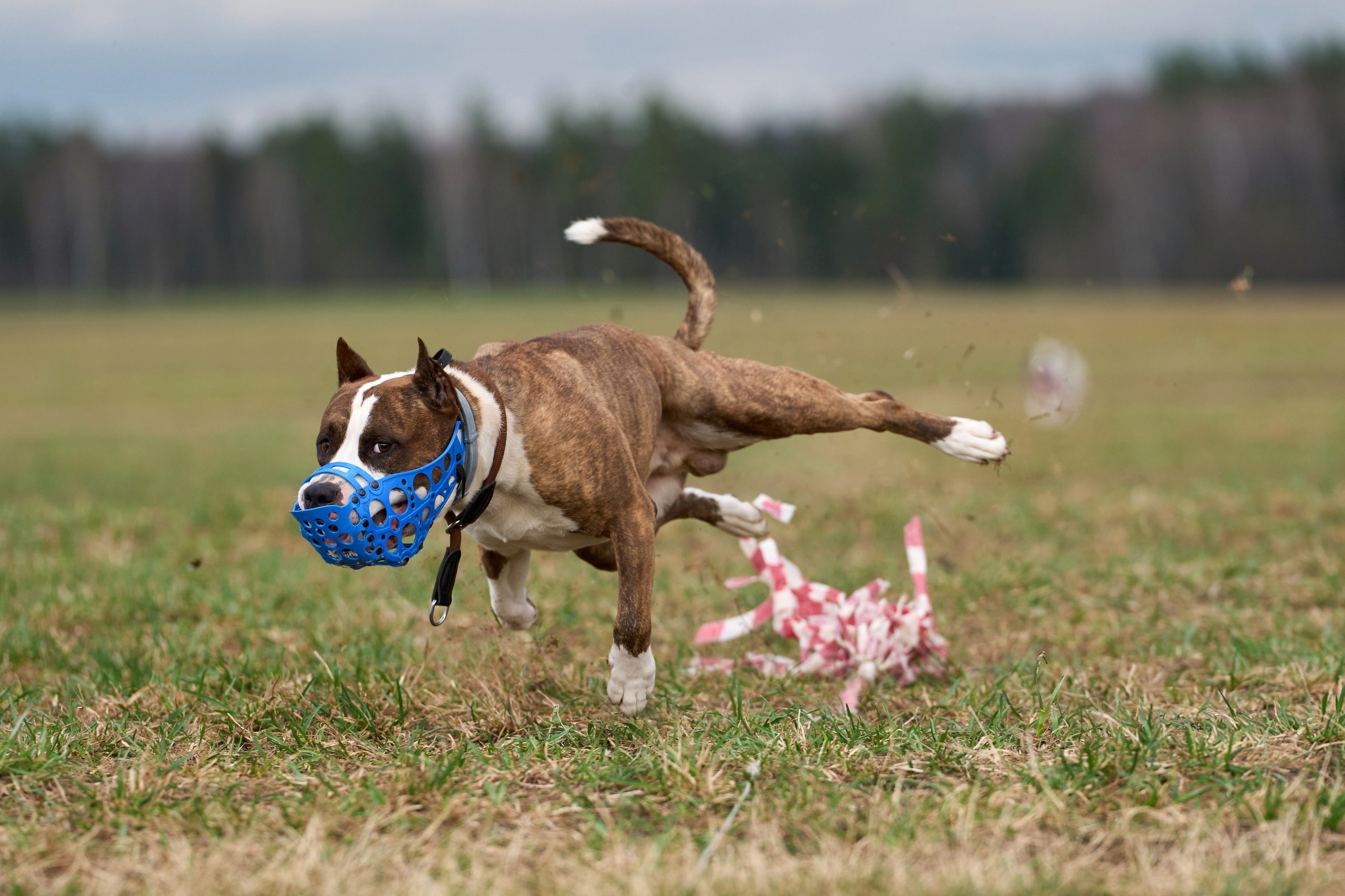Репортажная съемка. Фотограф-анималист Михаил Манухин
