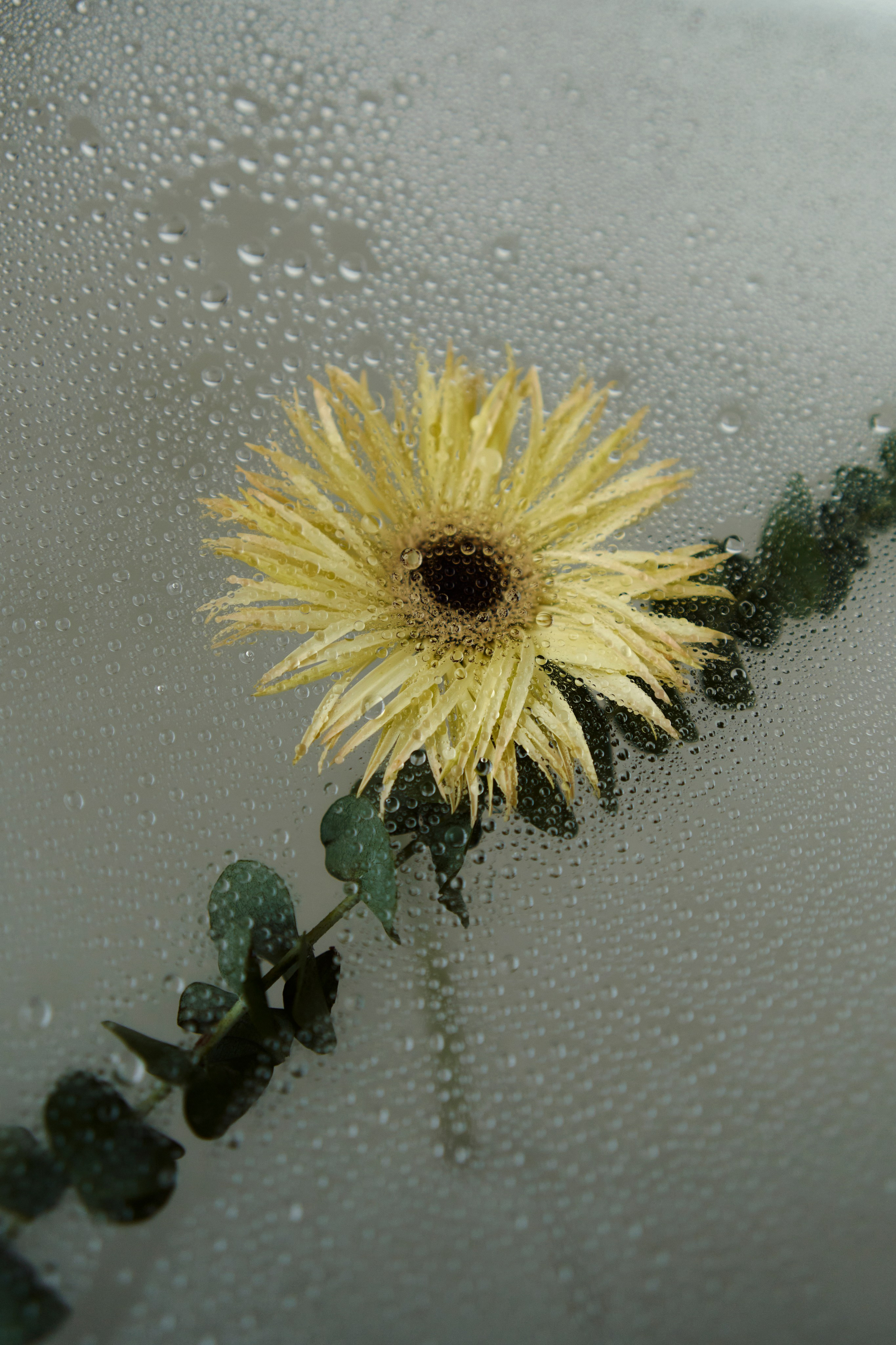 For DA VINCI flowers. Фотограф Юлия Маркелова