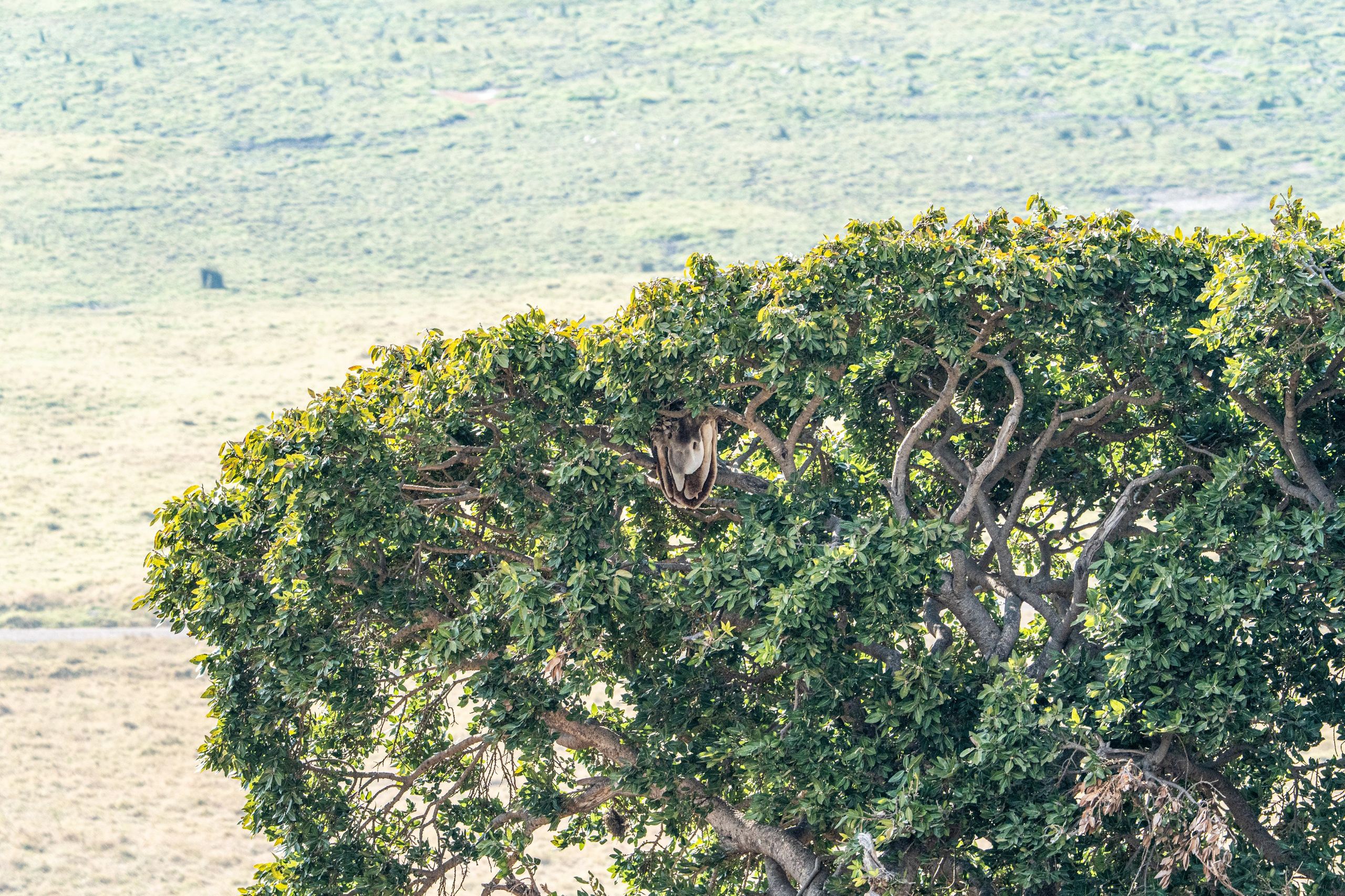 Танзания, сафари, 2025. Творческие сьемки