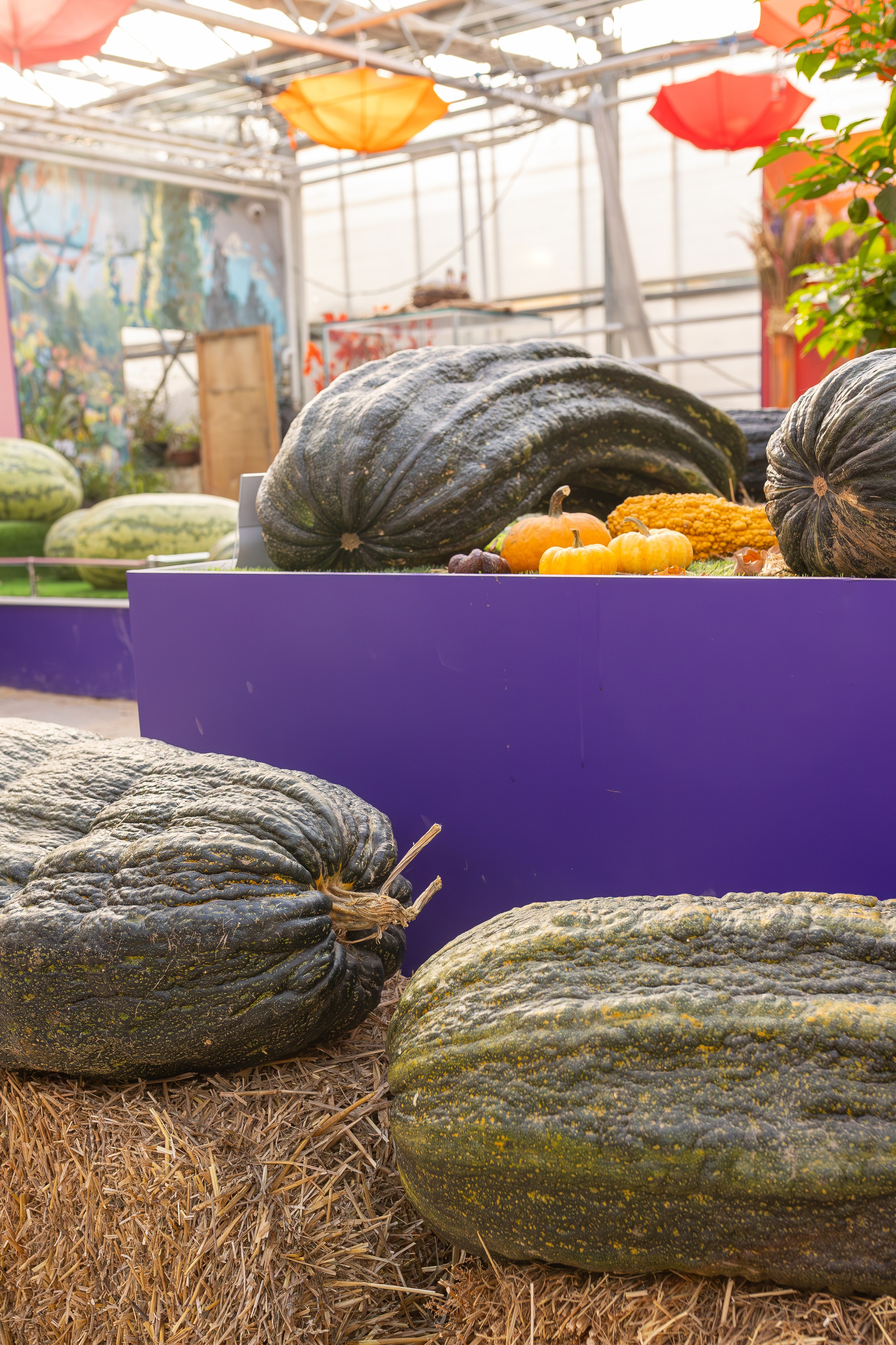 Овощи-гиганты. Александра Куликова фотограф, Москва