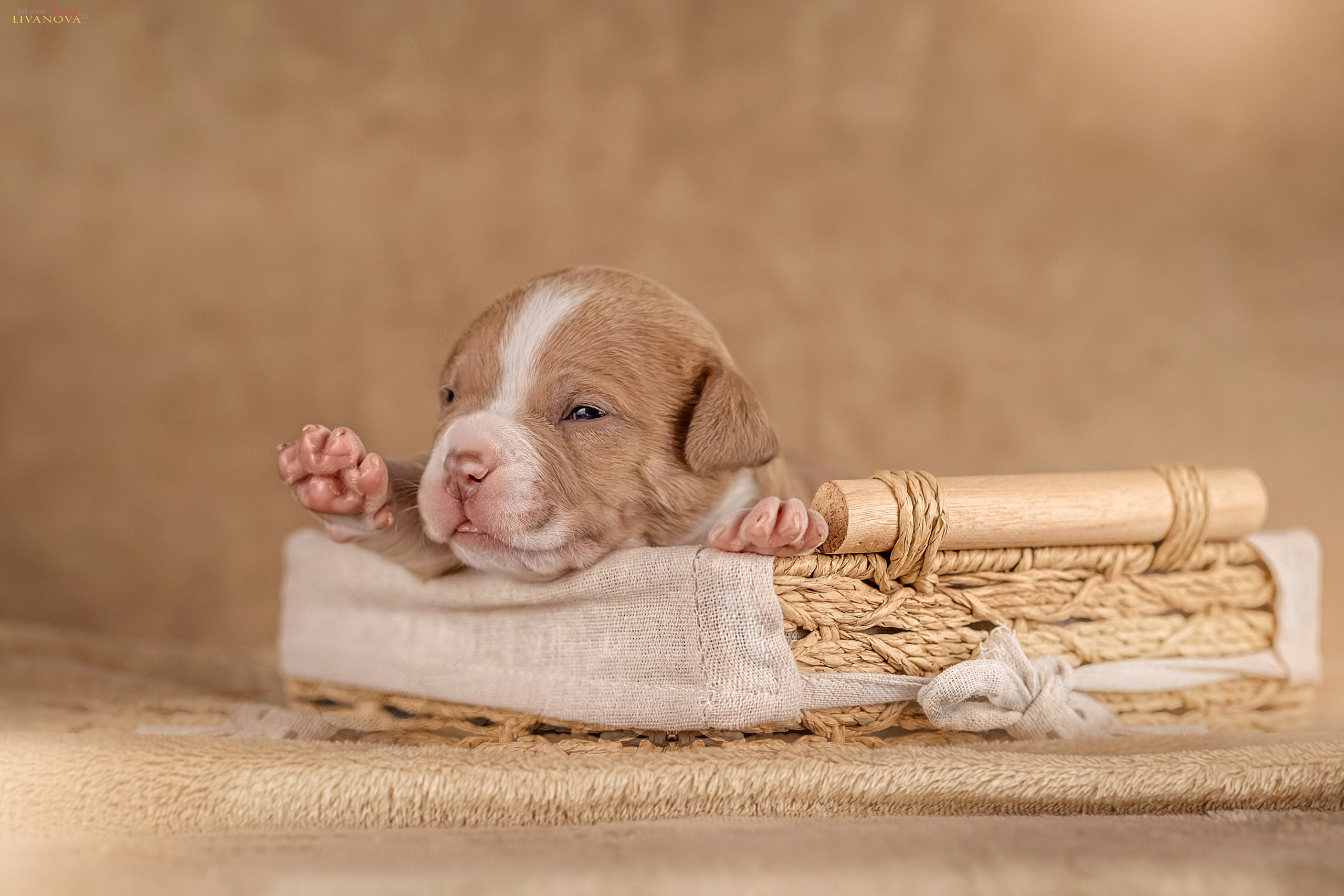 Амбулли. Фотограф анималист Аня Ливанова | Рыбинск