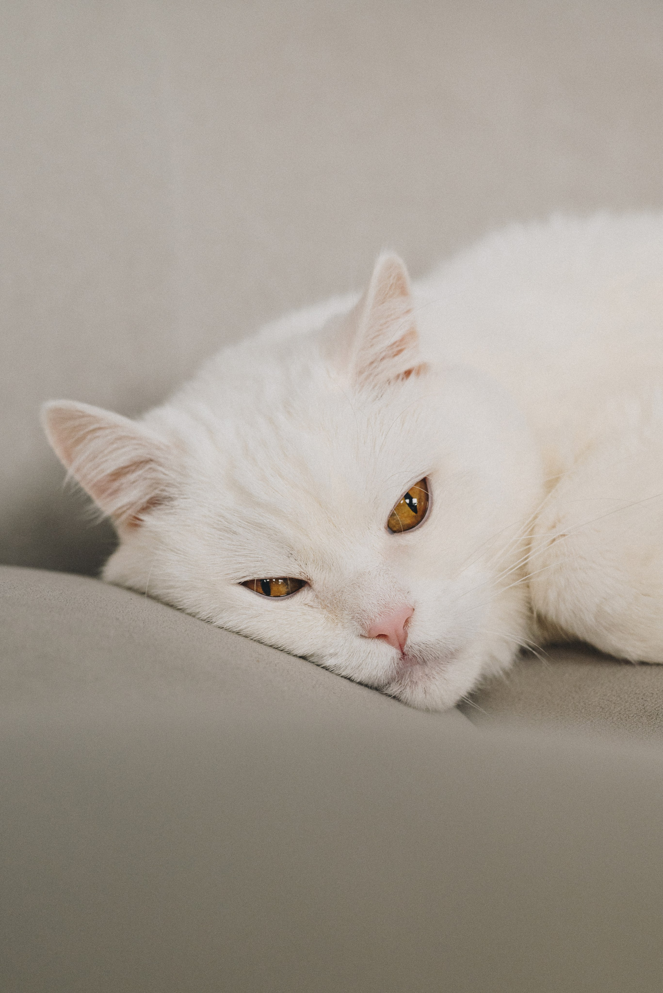 Natasha & Ivan. Natalia Finch Photography — Family, Kids & Pet Photographer in Chicago, IL