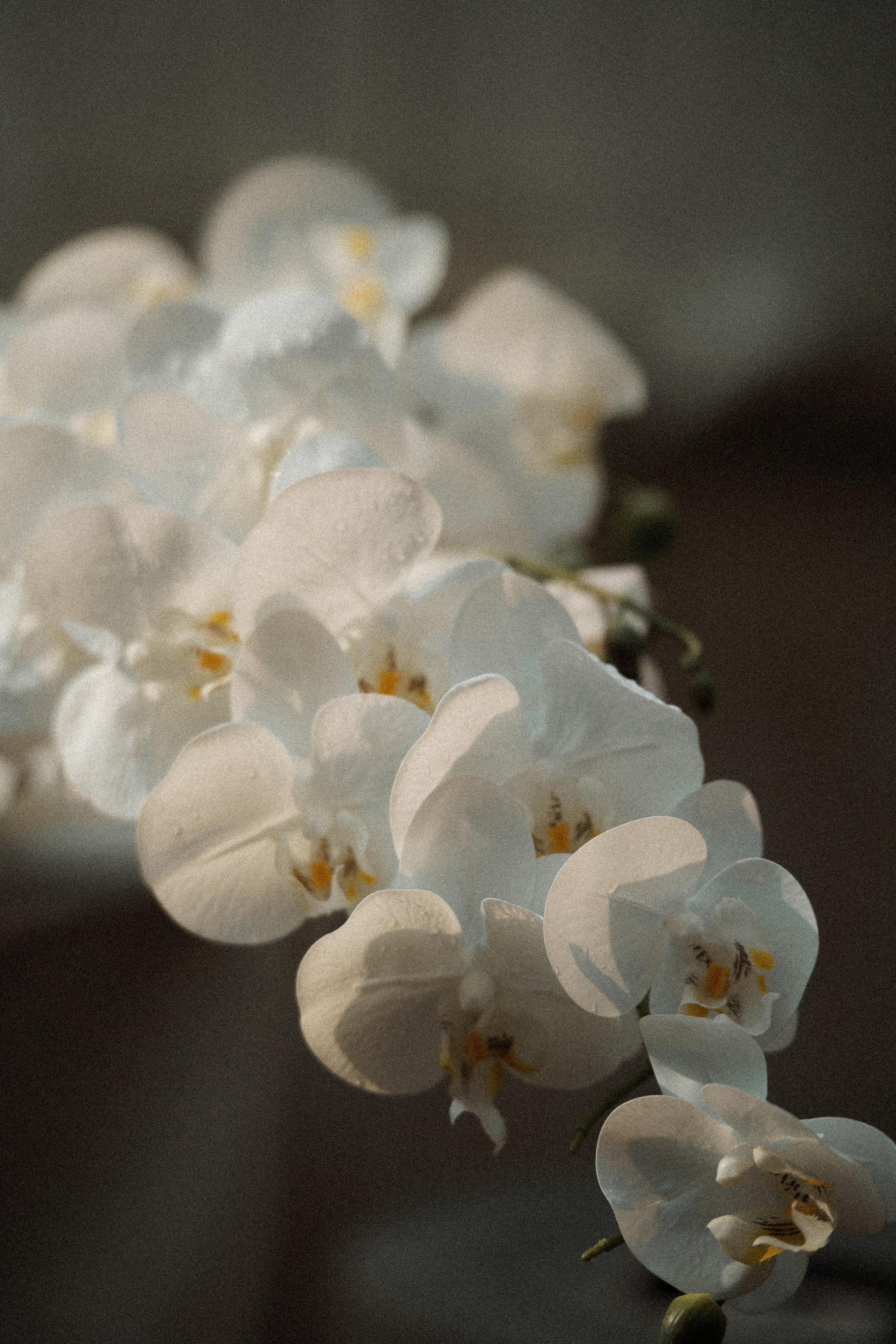 V & A. Свадебный и event-фотограф Иван Волнухин