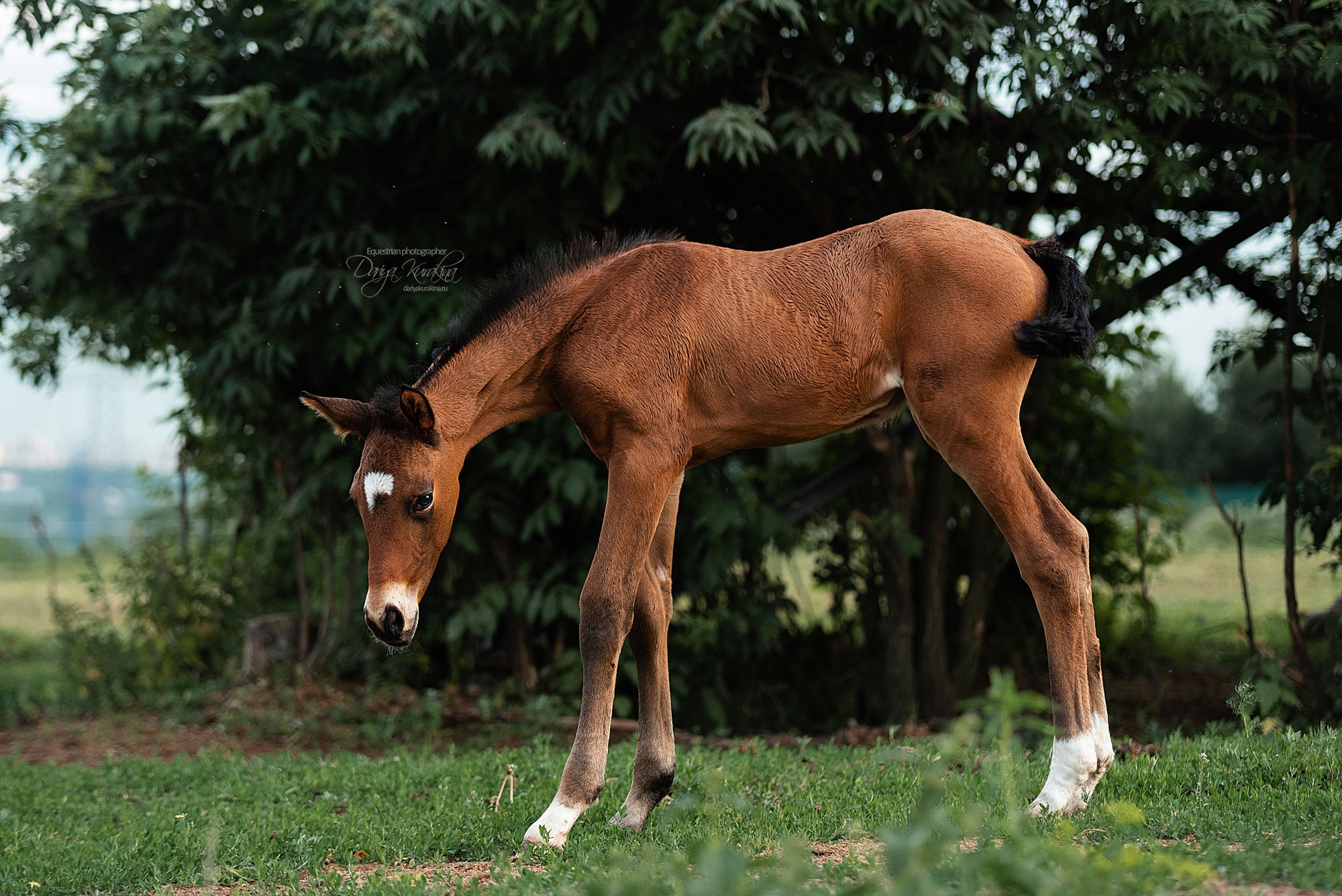Малышка Кэндис. Конный фотограф Куракина Дарья • Фотосессии с лошадьми