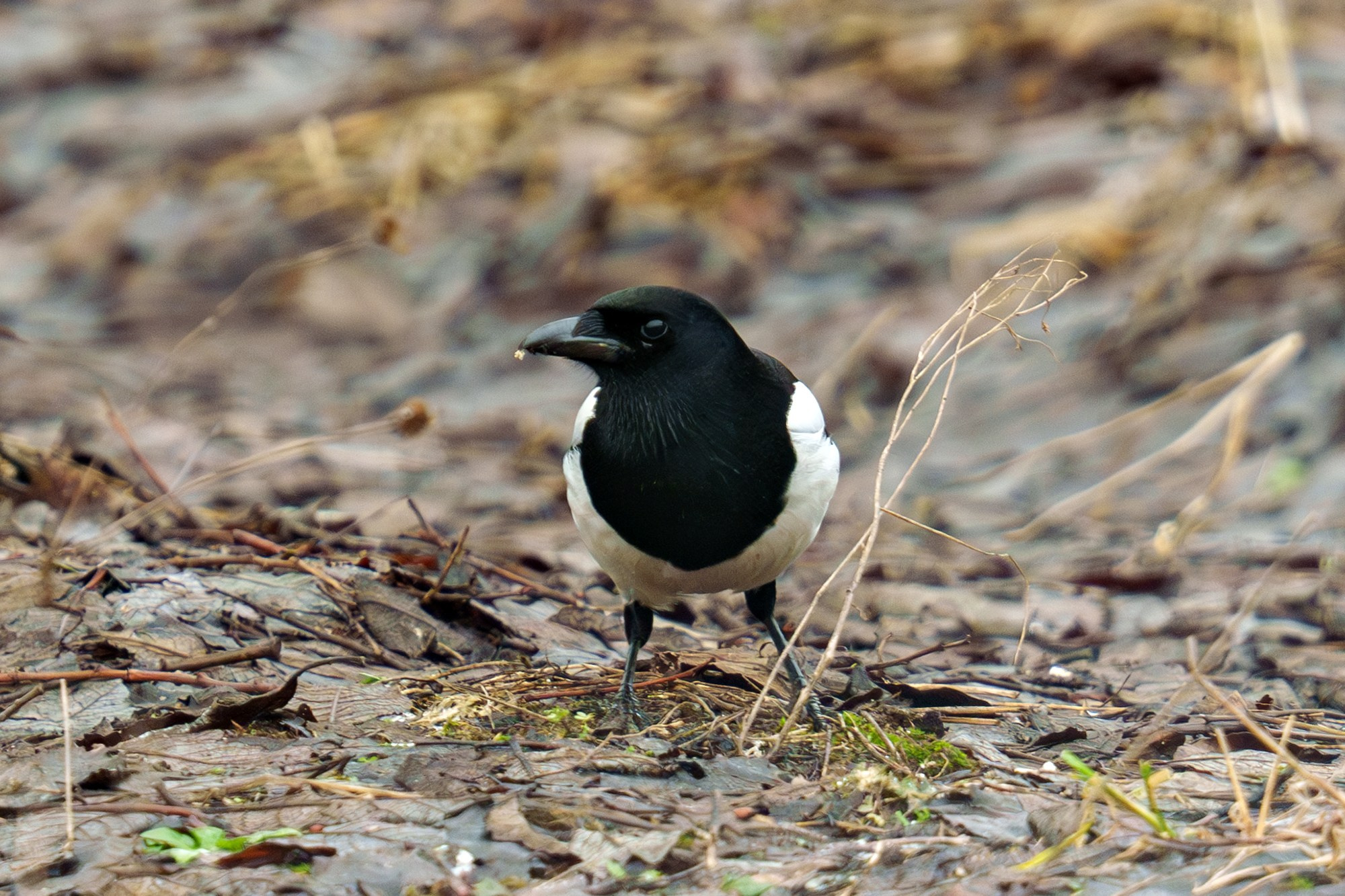 Удивительные мир птиц. Вокруг нас столько прекрасного — присмотритесь!. Ваш личный фотограф Марина Волкова