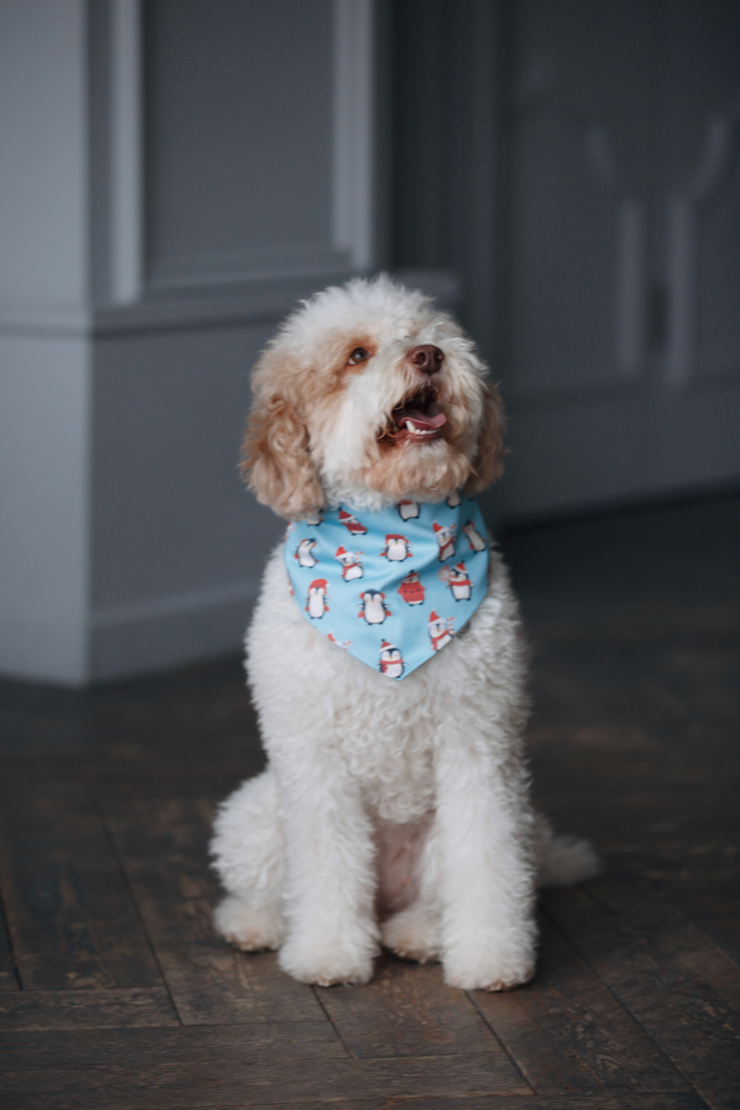 Bmbh лежанки и адресники. Фотограф анималист Кристина Карпова, Москва