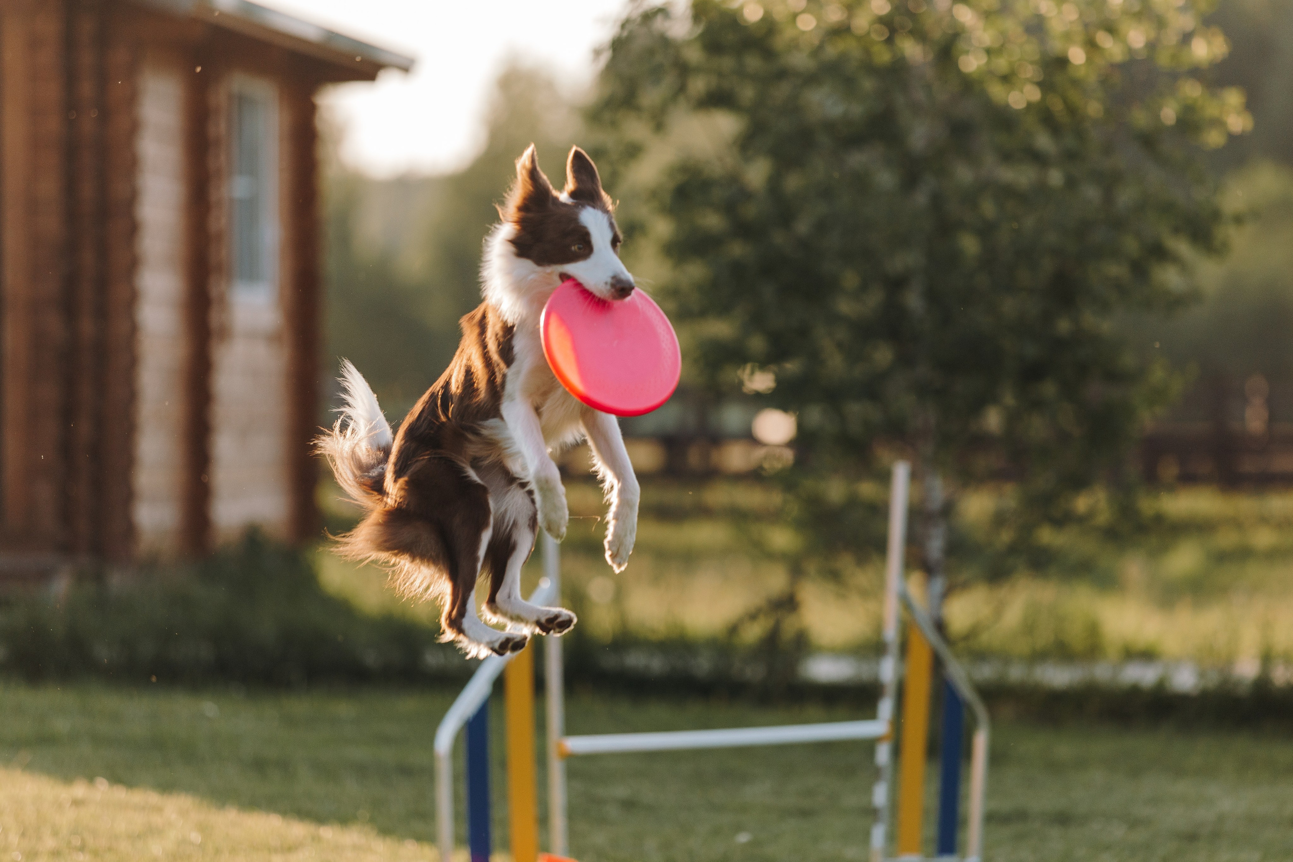 Кинологический лагерь в Горыныче. Фотограф анималист Кристина Карпова, Москва
