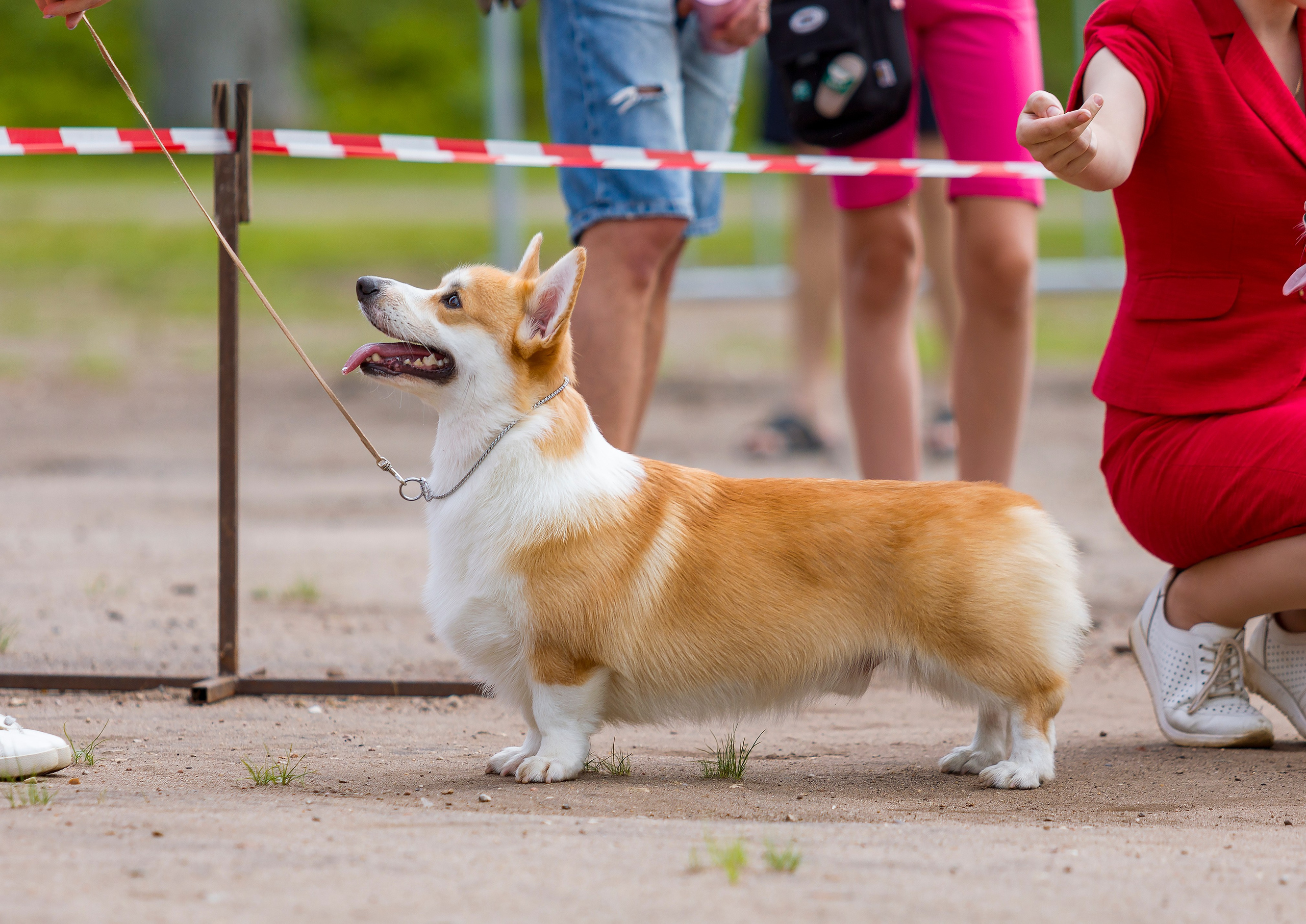 Выставки. Фотограф — анималист Татьяна Ли