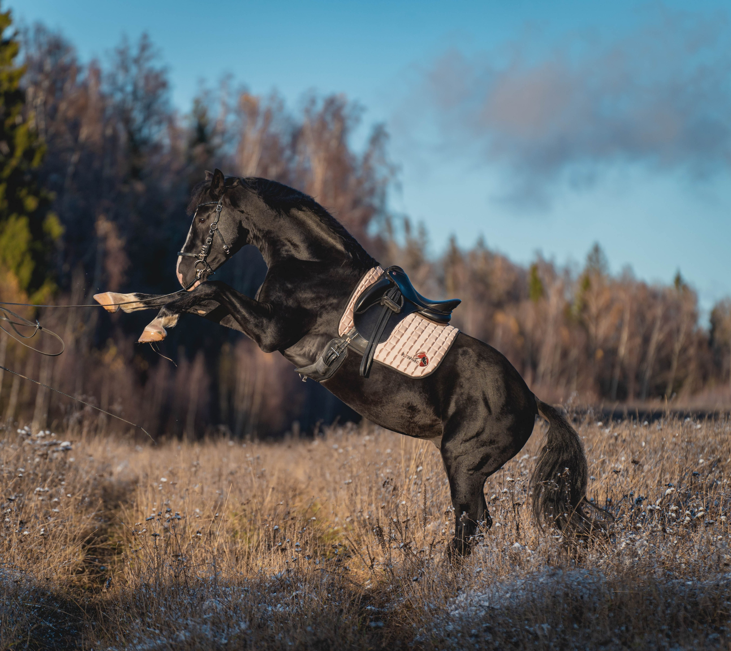Екатерина, Гром и Маршал. Фотограф в Москве Ленарская Дарья