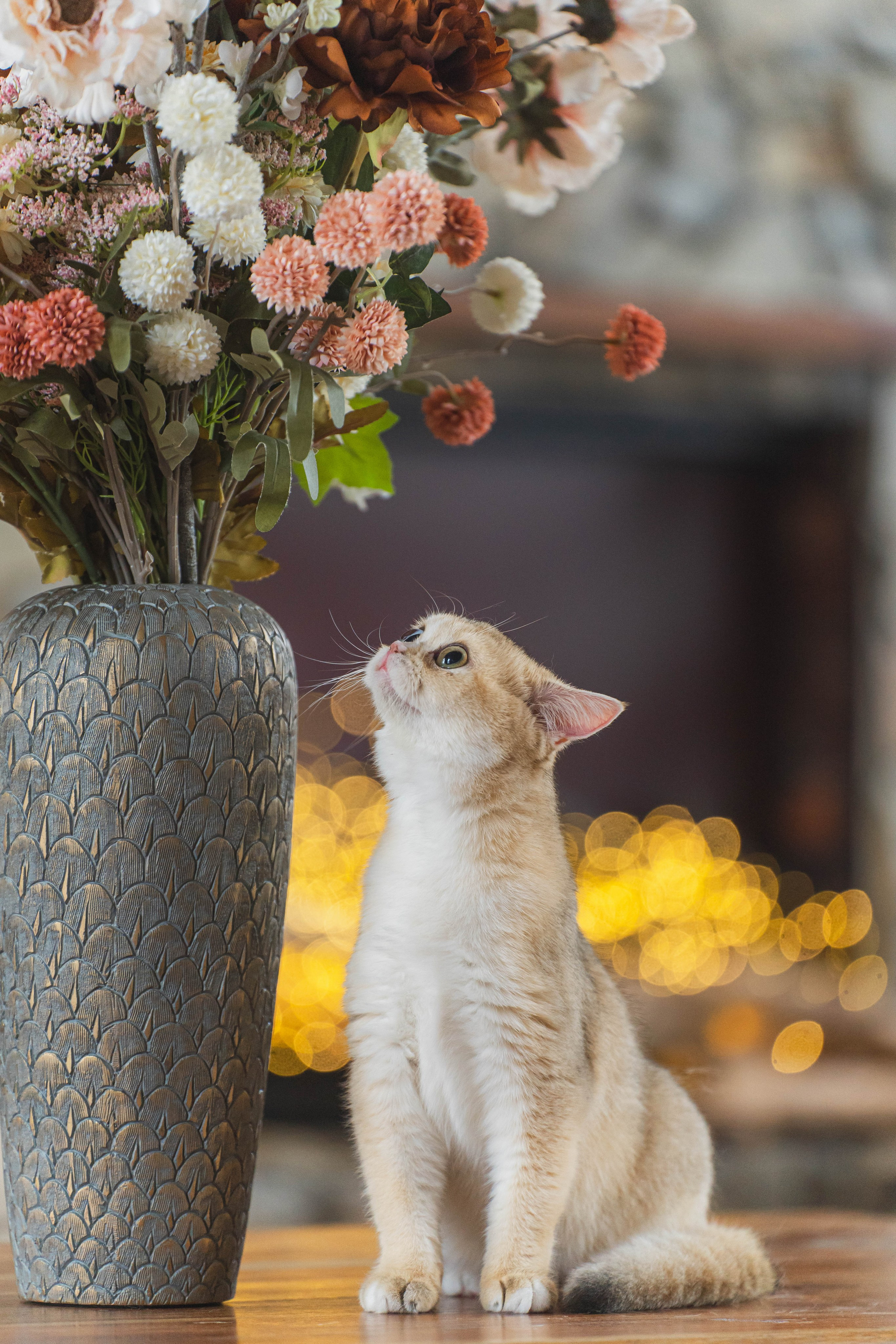 Питомник Шотландских кошек. Фотограф в Москве Ленарская Дарья