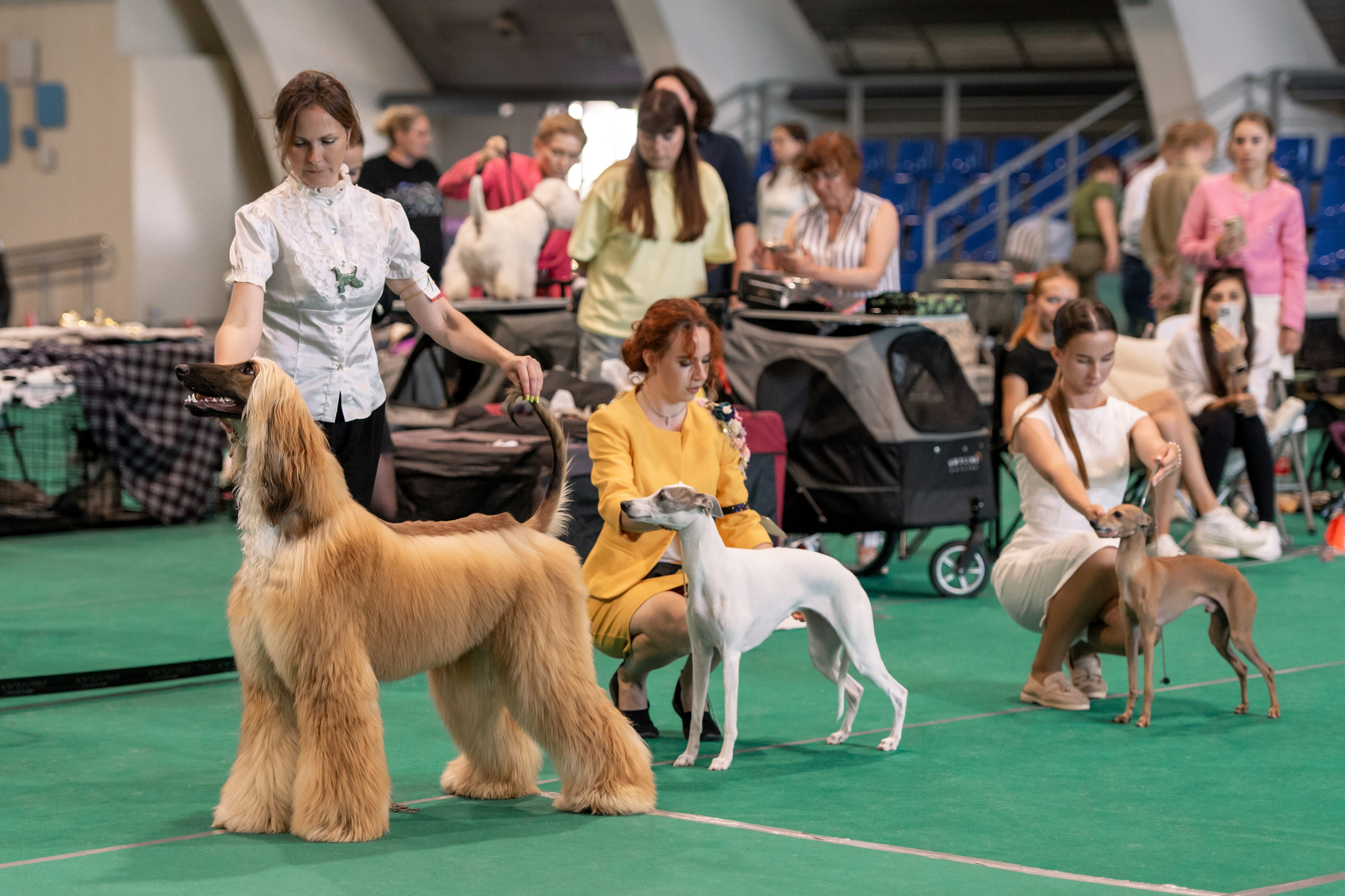 03.08.2025 КОО И Элита. Галерея фотографий афганской борзой