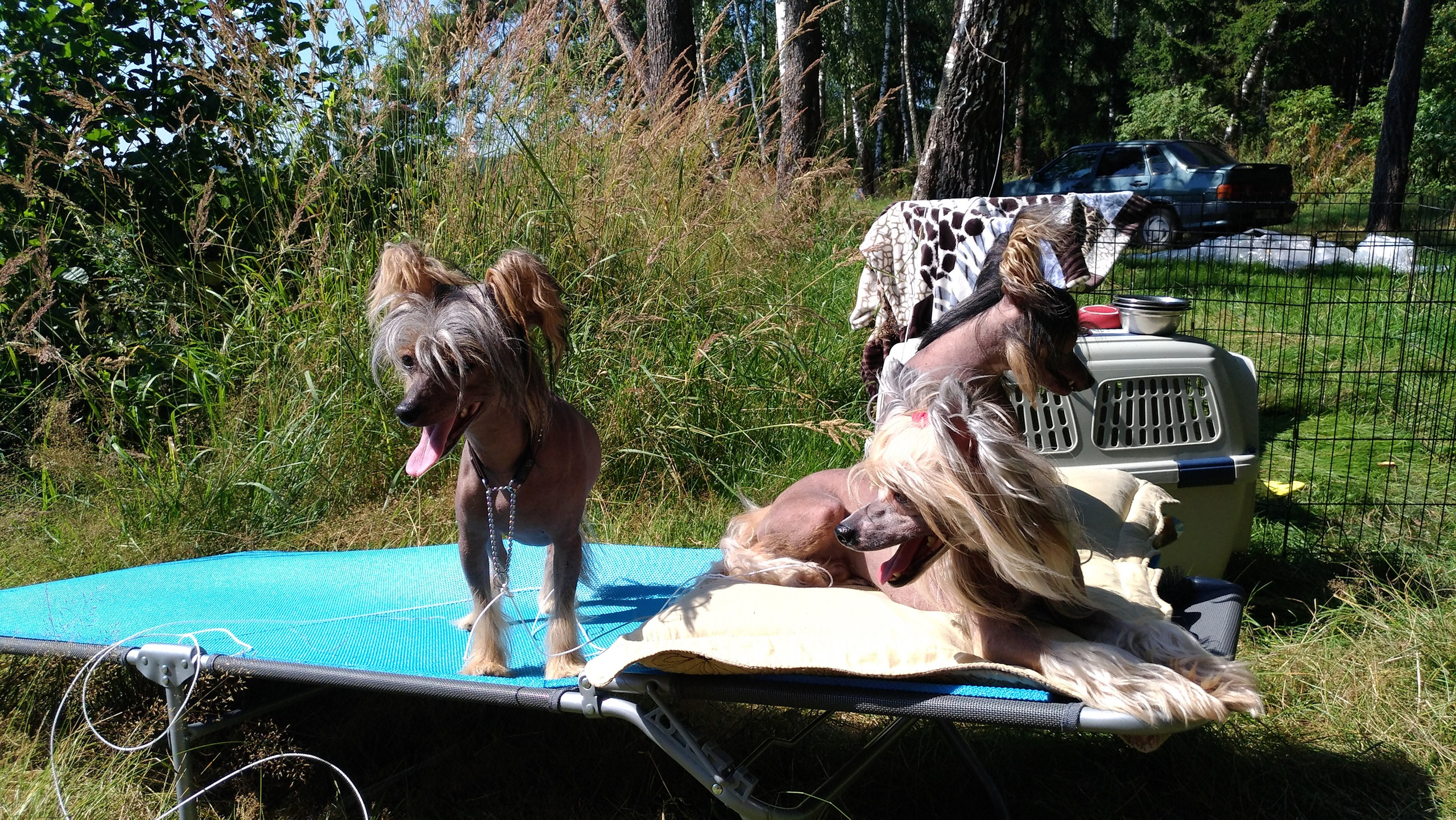 Hike to Konakovo. Poale Ell Chinese Crested Dog Kennel: Buy a puppy from the kennel