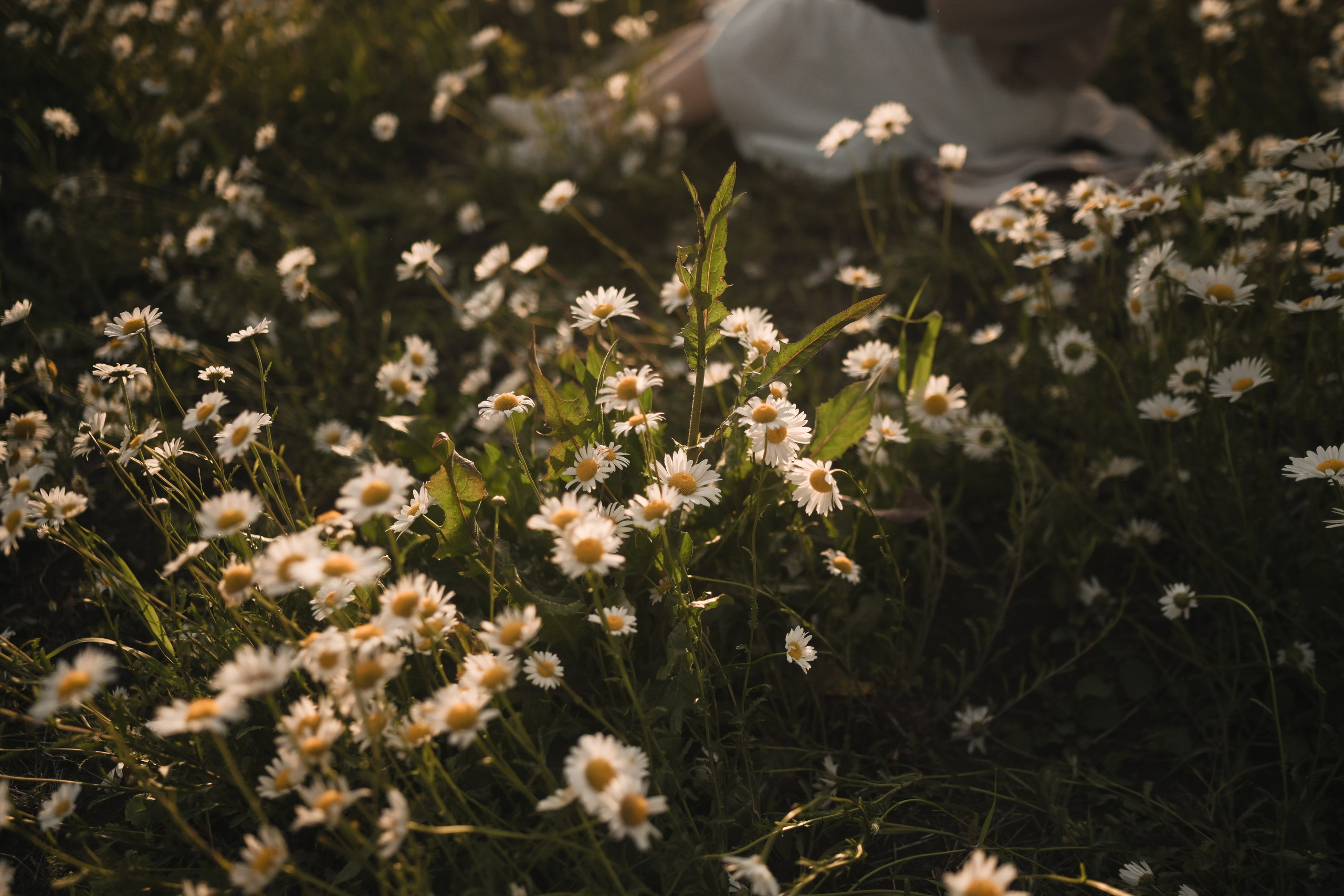 Семейная фотосессия в ромашковом поле в Крыму. Свадебный и семейный фотограф и видеограф, Крым, Москва, Санкт -Петербург