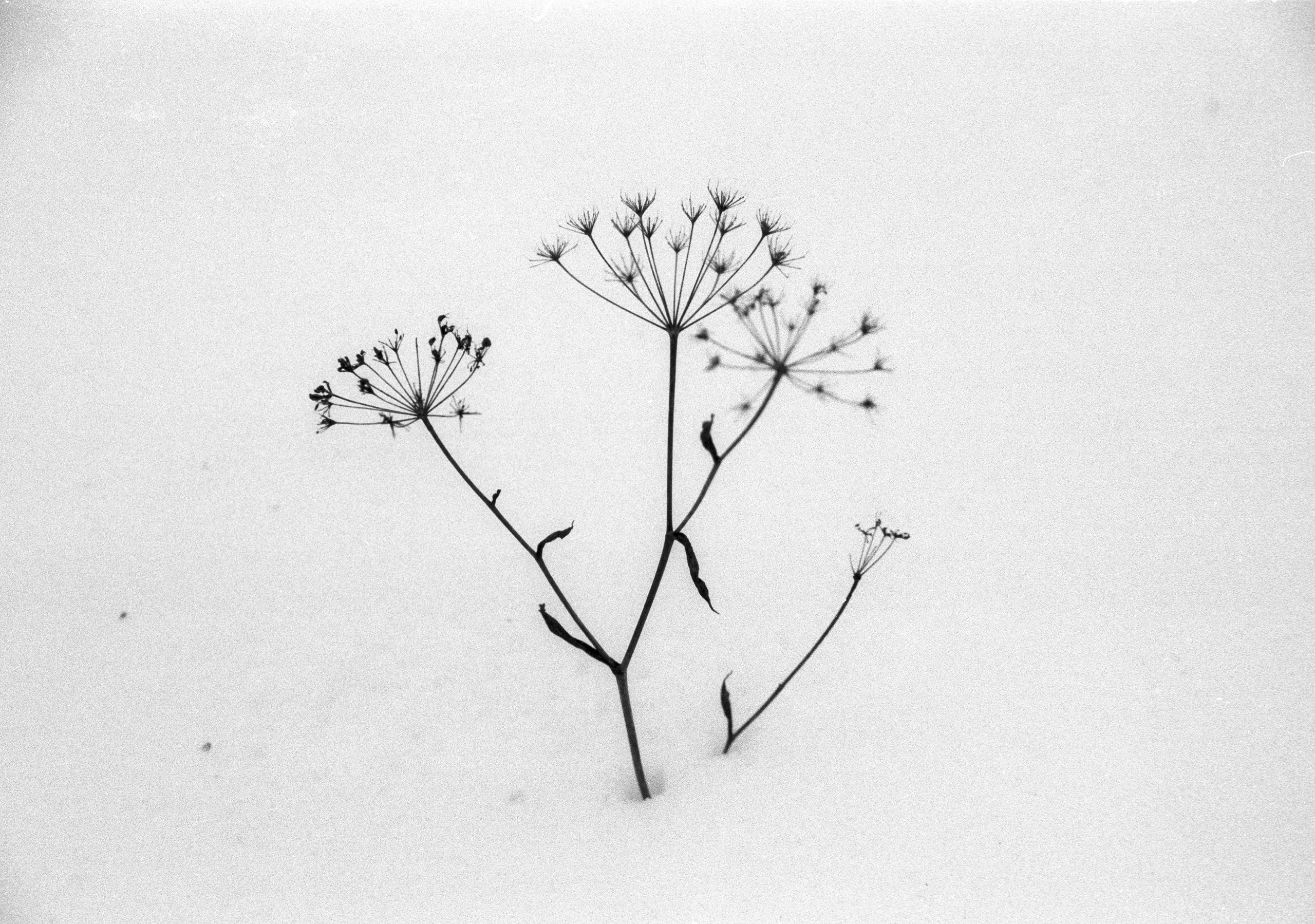 Ноябрь. Фотограф в Санкт-Петербурге Березовский Даниил