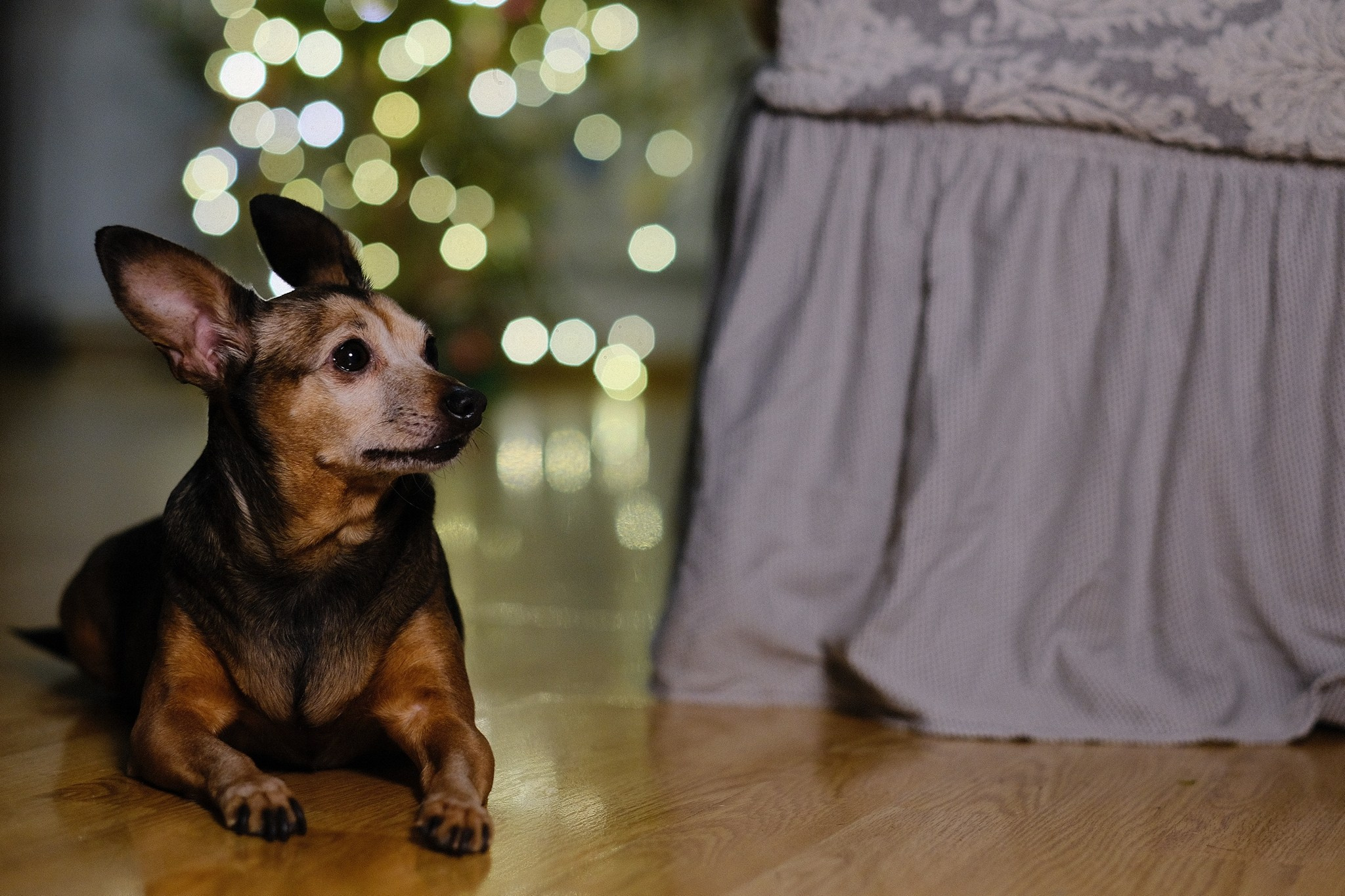 Лиса, Рада и их люди. Дмитрий Бречалов