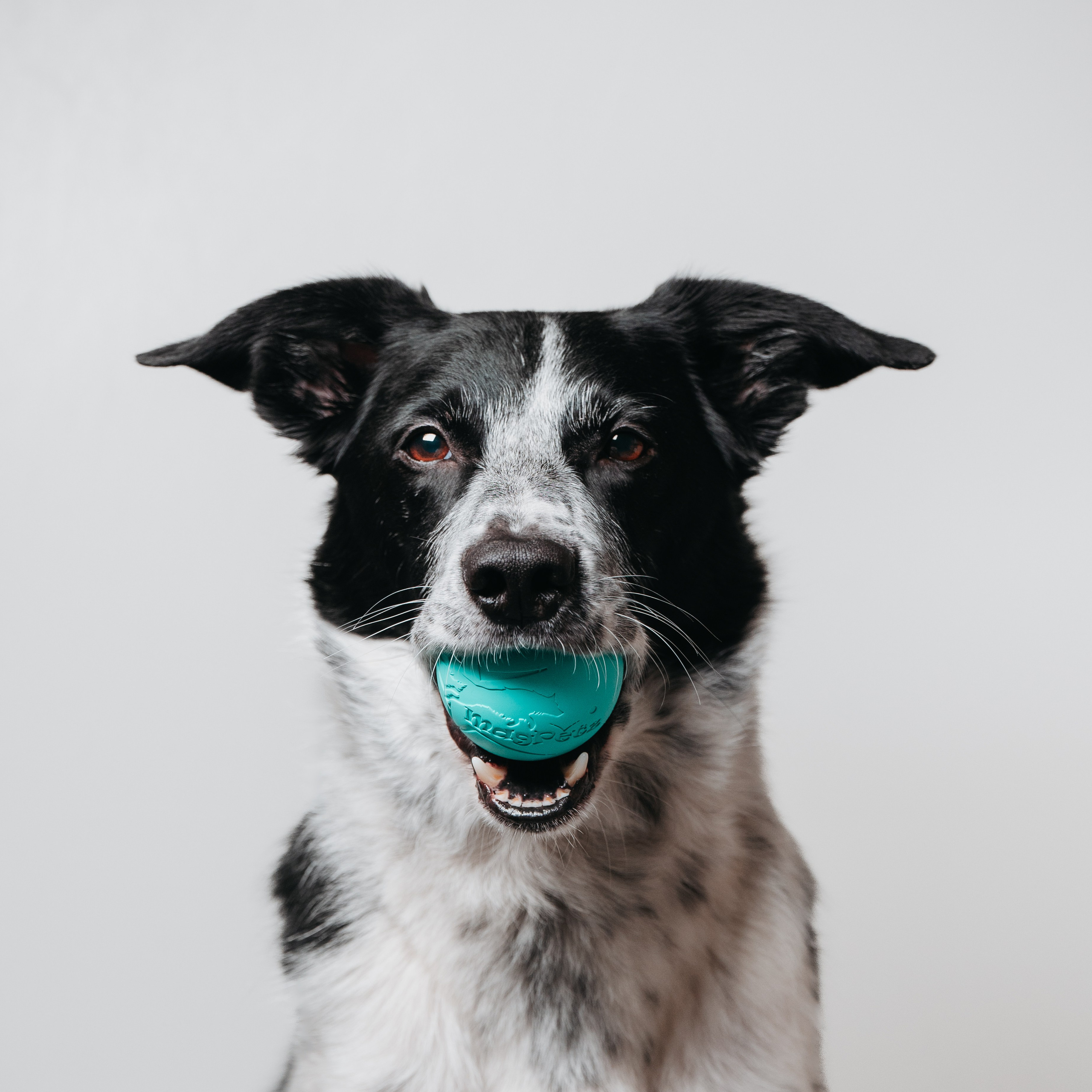 Magpetz. Семейный фотограф анималист Ананьева Мария — Москва