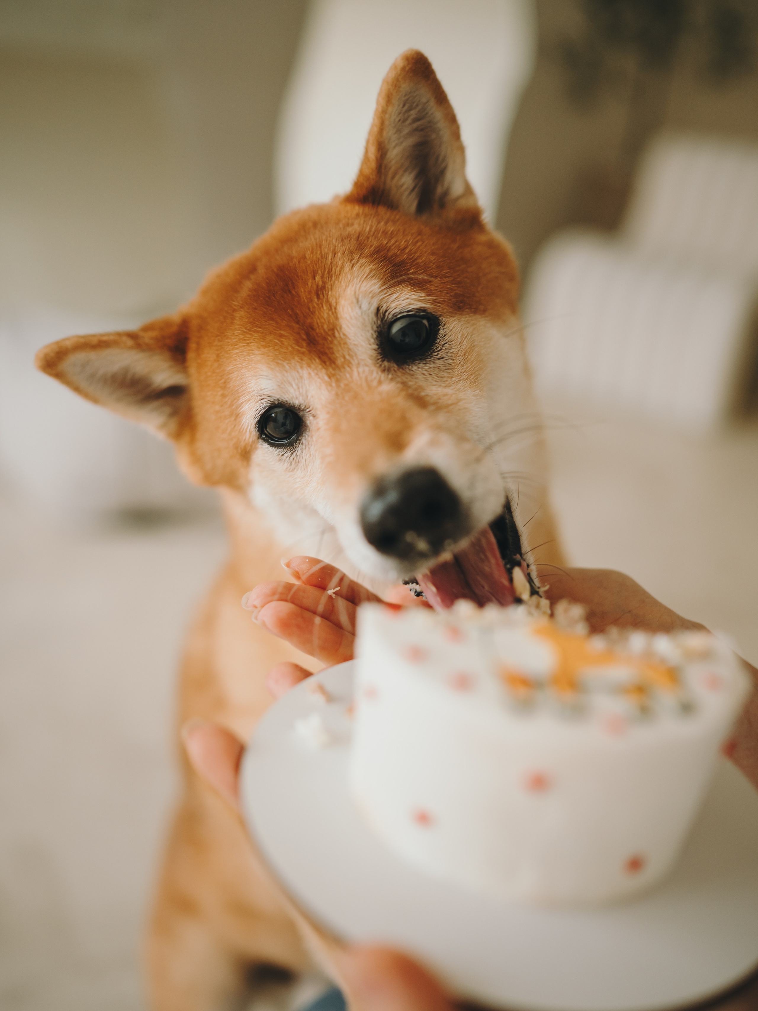 День рождения Кексика. Семейный фотограф анималист Ананьева Мария — Москва