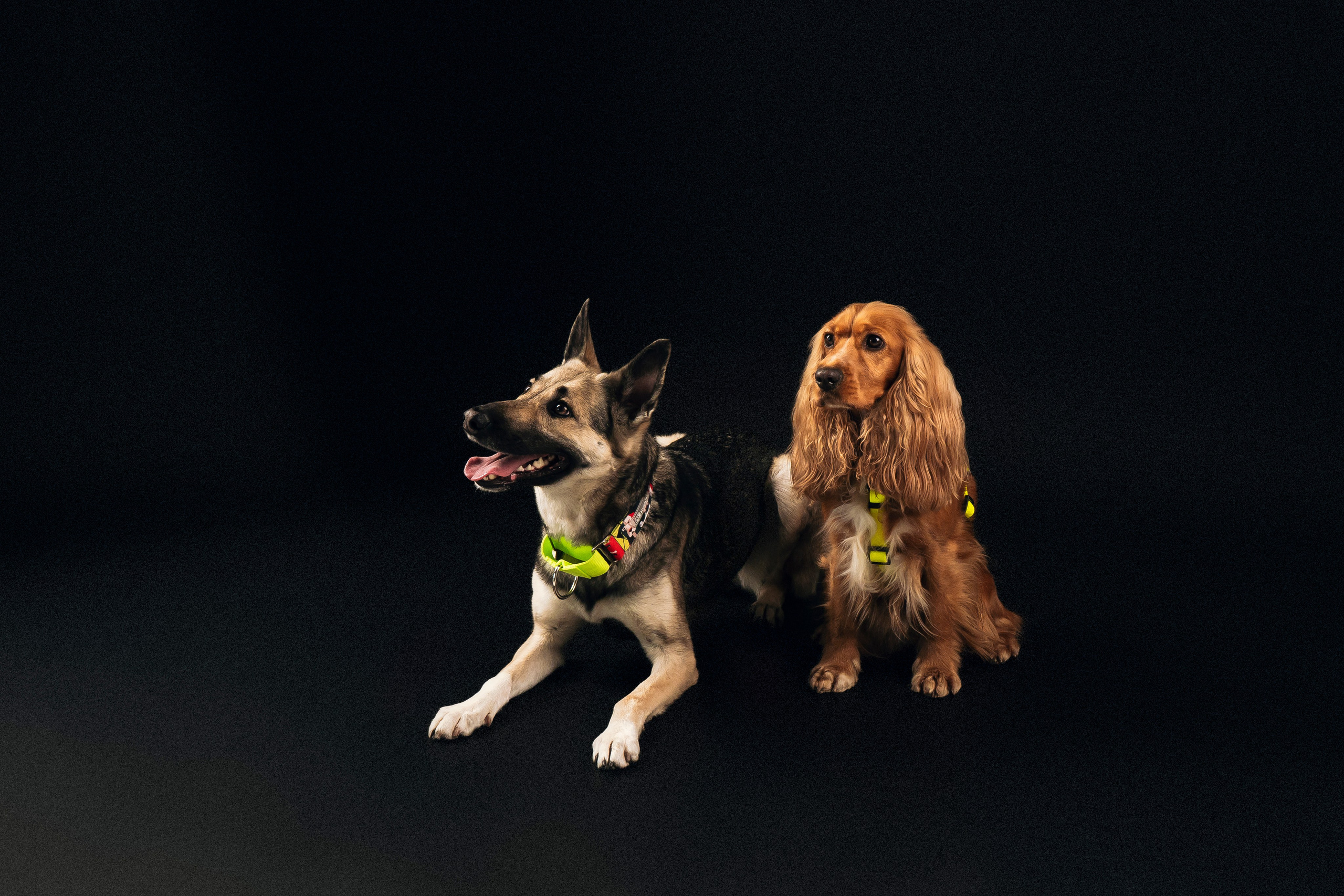 B&F. Амуниция. Семейный фотограф анималист Ананьева Мария — Москва