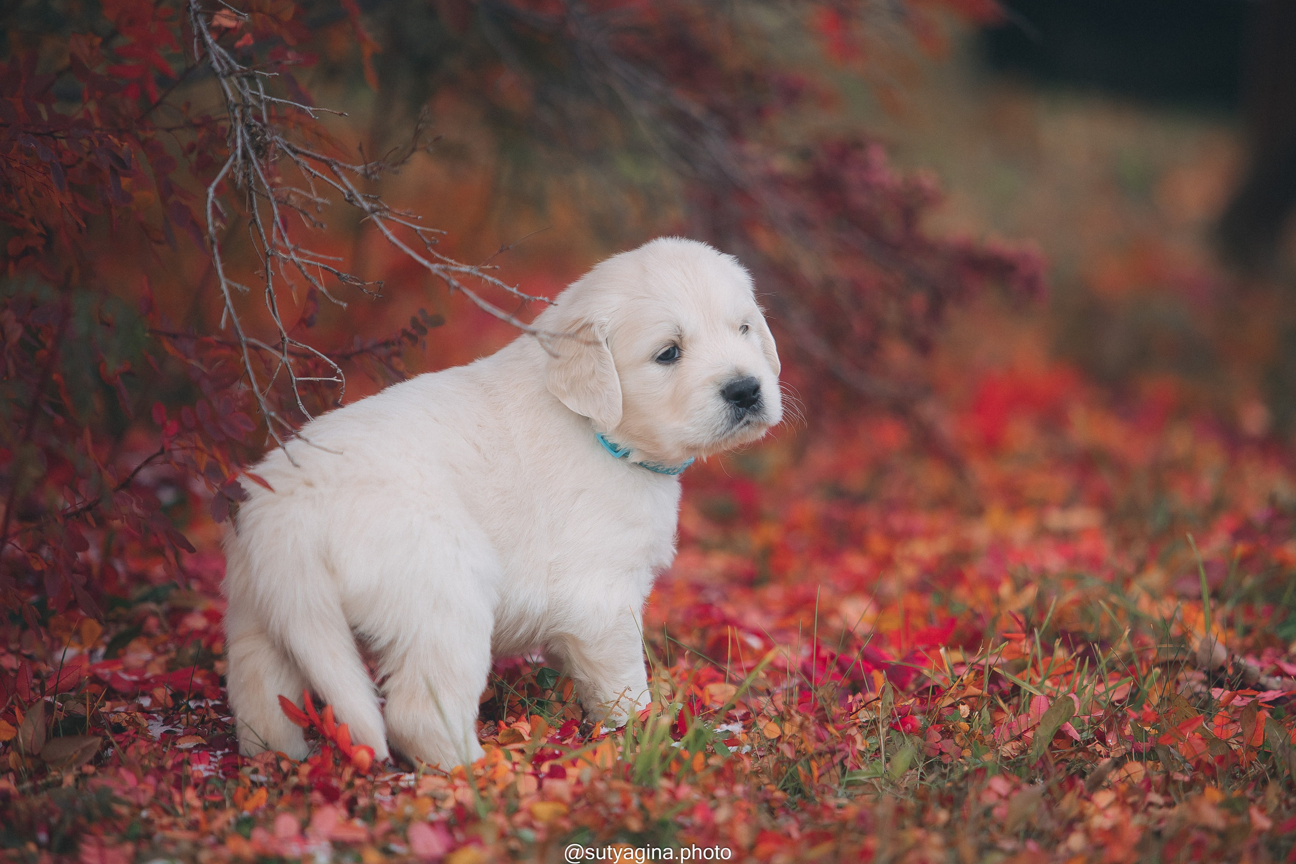 Голубой ошейник. Свадебный и женский фотограф