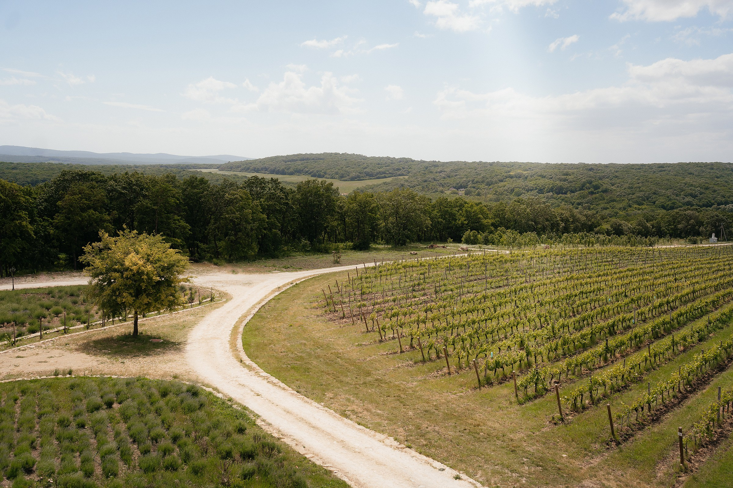 Евгений&Александра. Свадебный и семейный фотограф в Краснодаре и крае