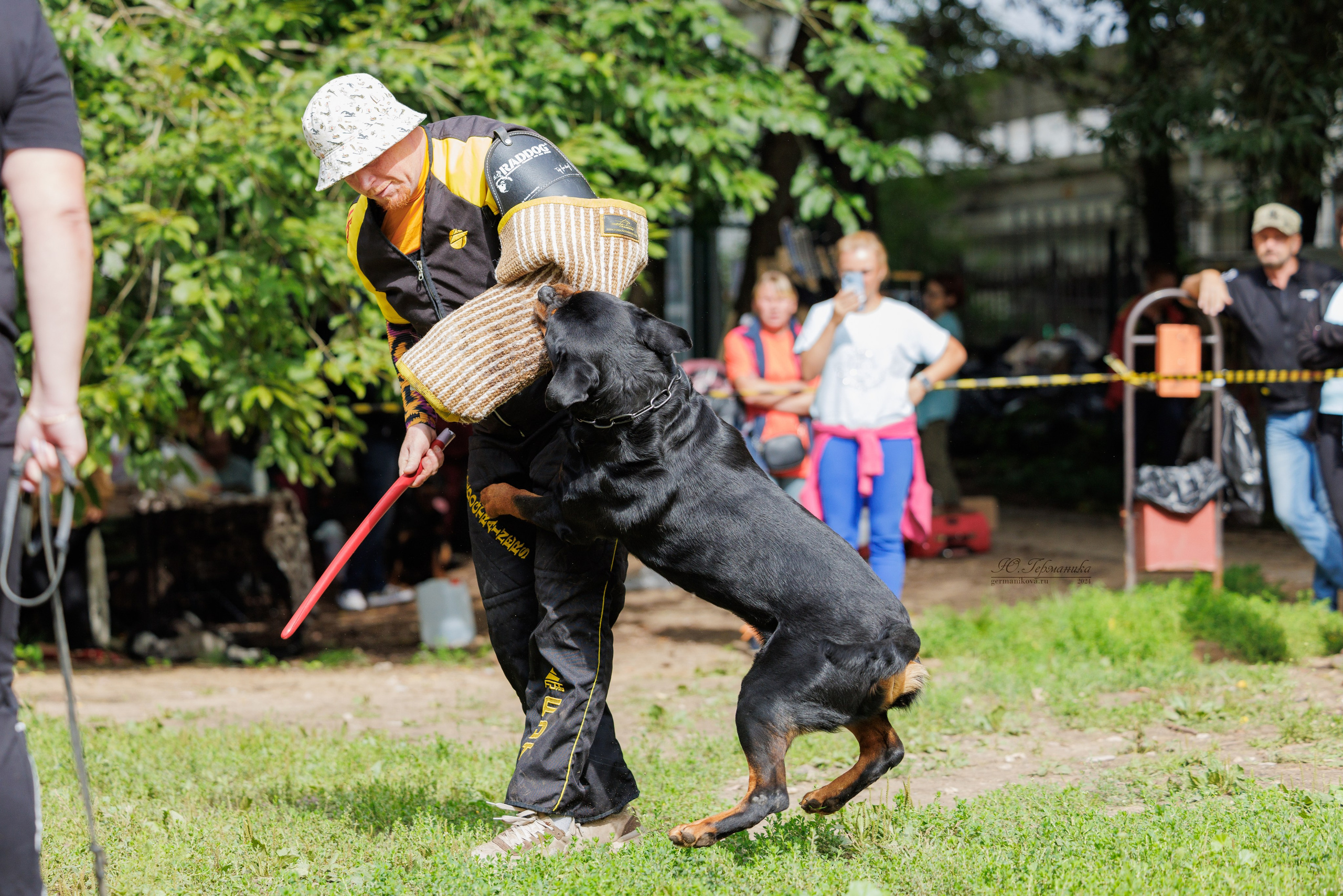 Рязань-Ховрино 10-11.08.2024 3хмоно ротвейлеров. Фотограф-анималист Юлия Германика
