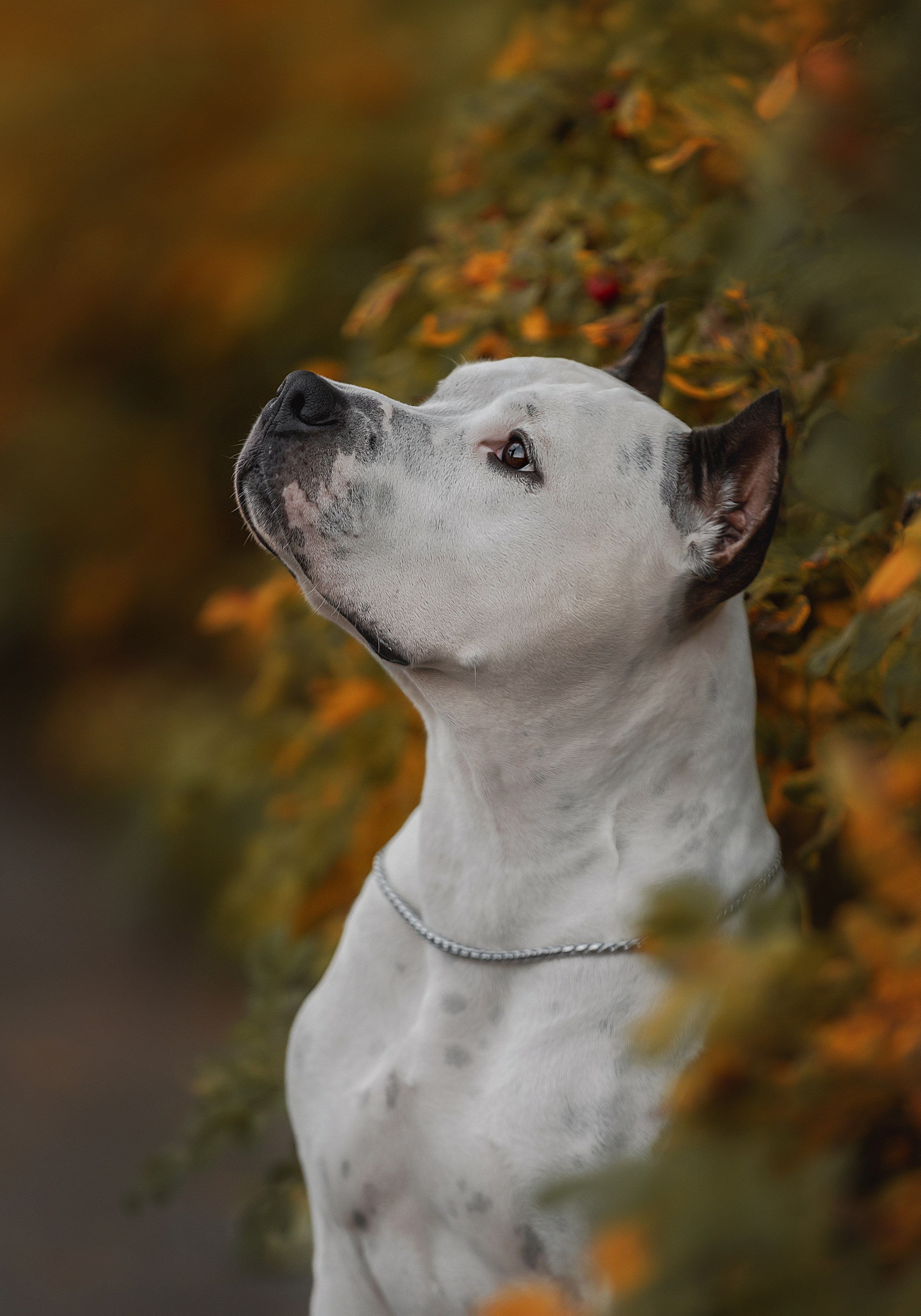 Портретная съемка. Фотограф-анималист в Санкт-Петербурге — Юлия Чайкина