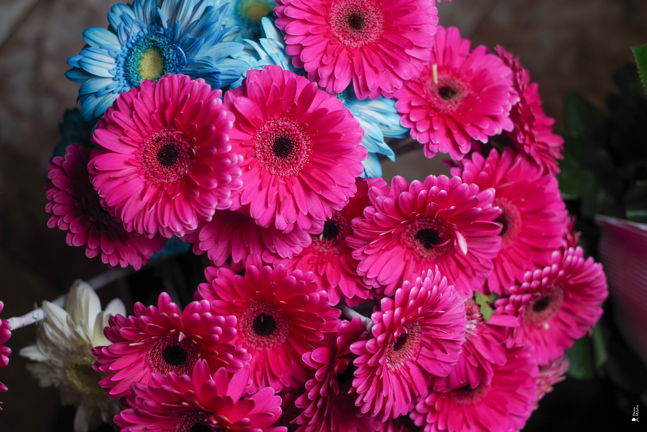 Салон цветов. Портретный фотограф Денис Милютин