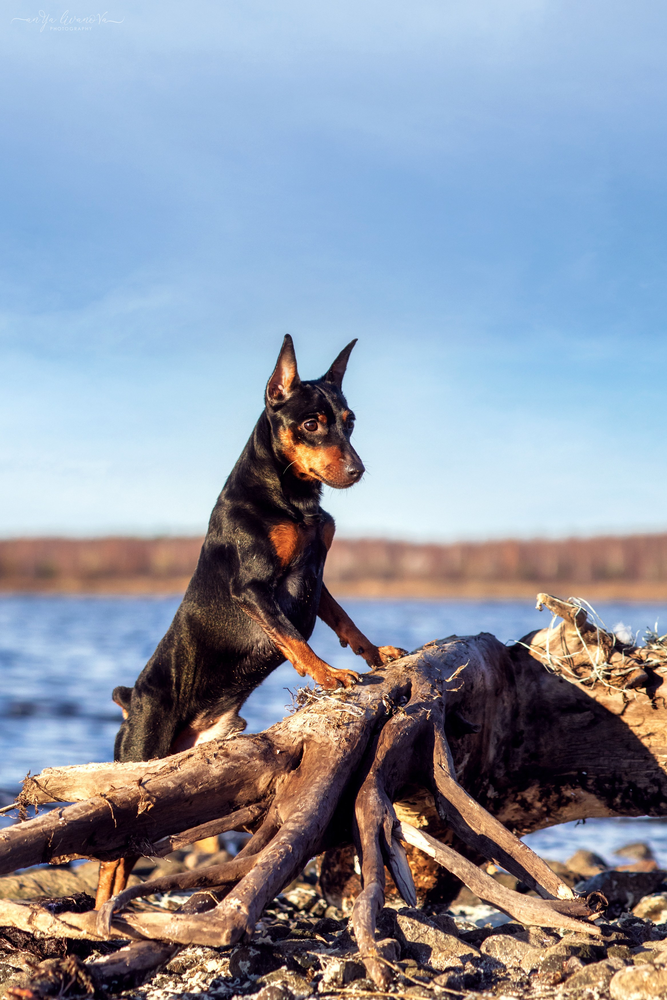 Лёня. Фотограф анималист Аня Ливанова | Рыбинск