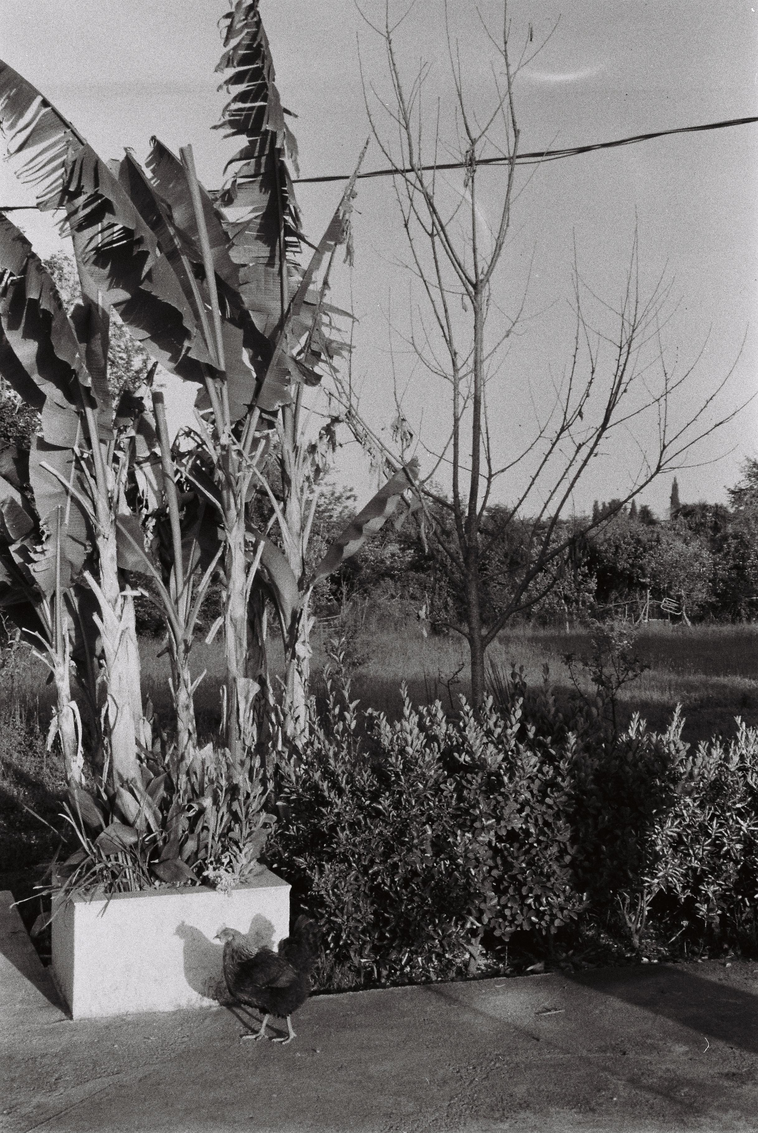 Abhazia. Carolinetru