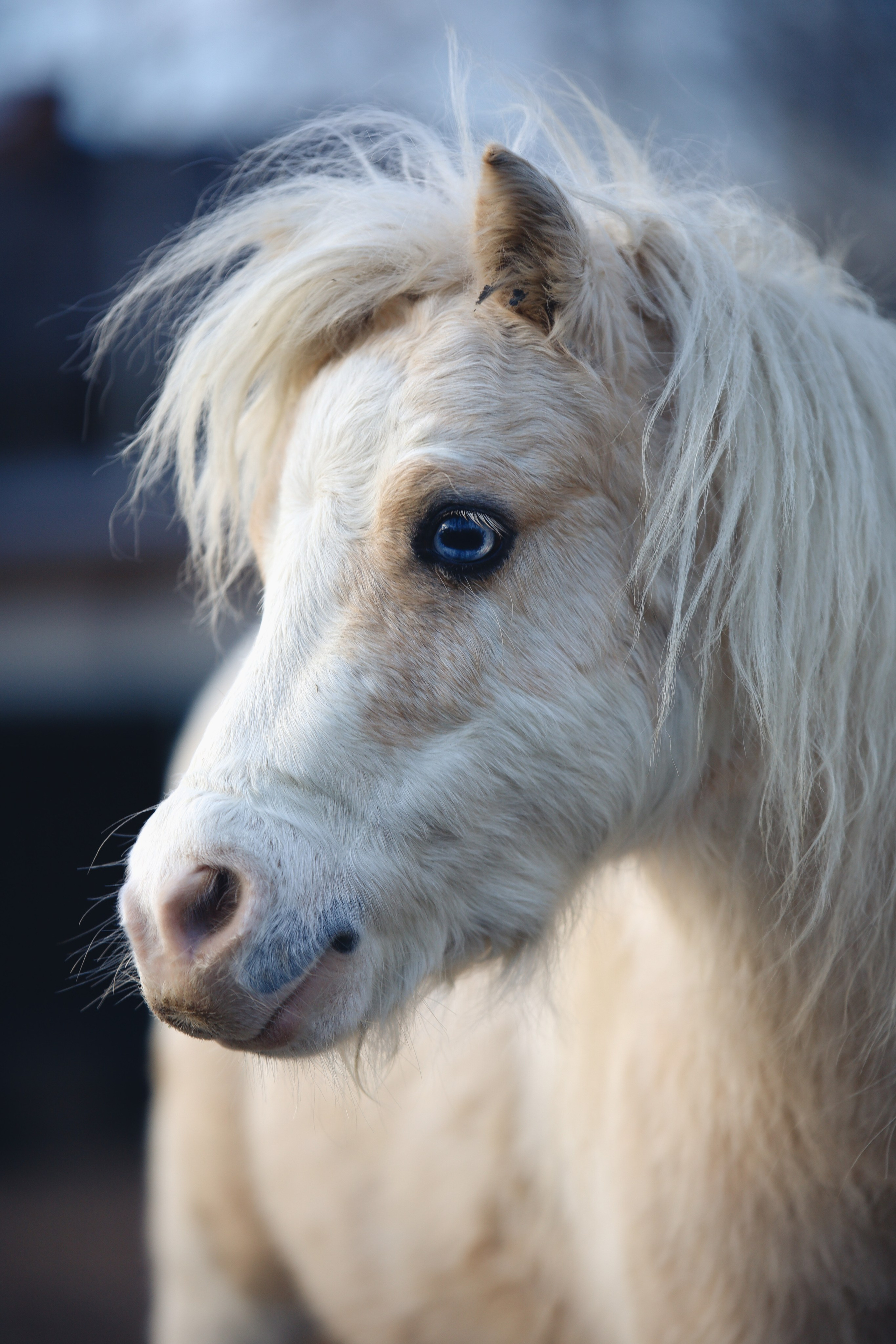 Животные. Фотограф в Москве Бастракова Юлия