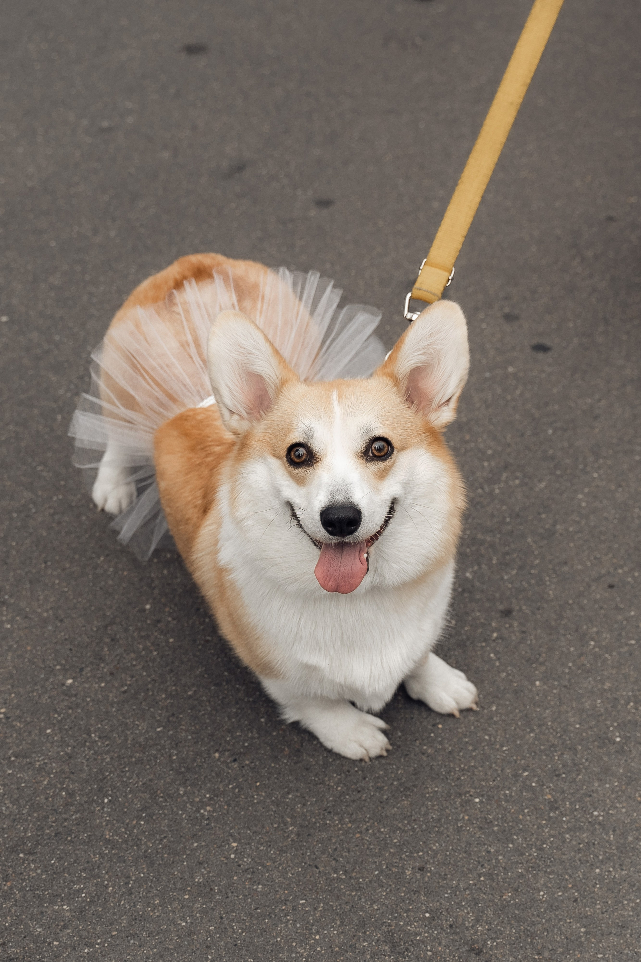 Апельсиновый рай. Свадебный фотограф Москва и МО