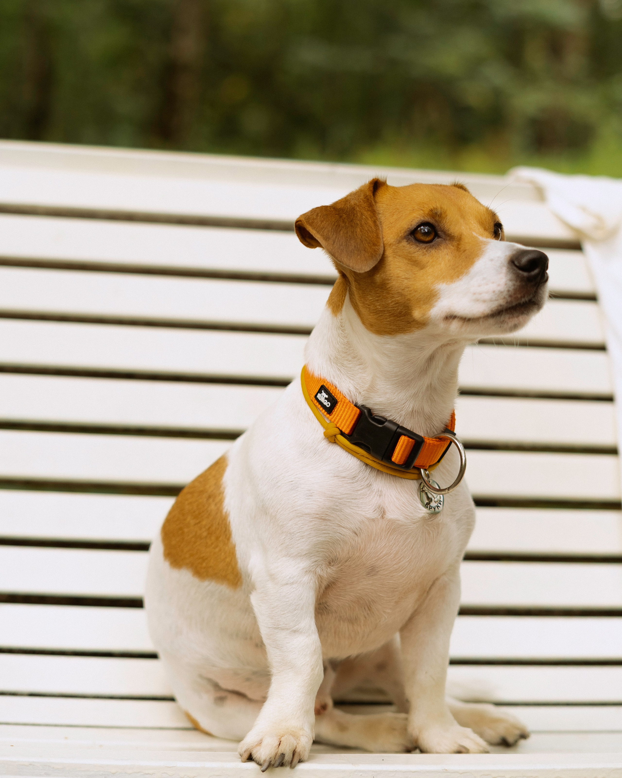 Катерина и Бруки. Фотограф в Москве Шалышко Ангелина