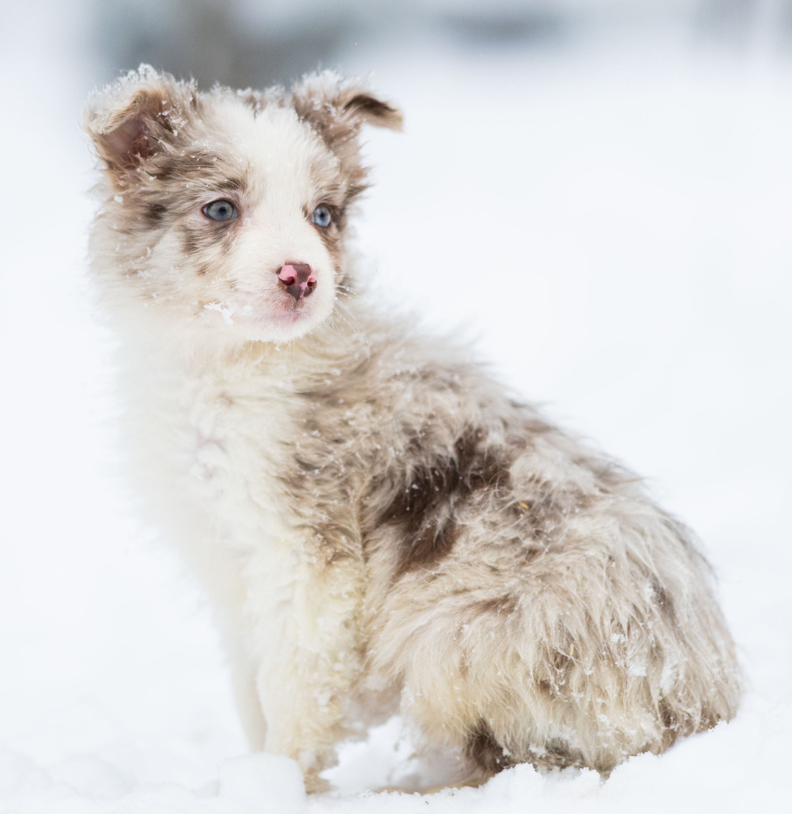 Фритсвит. Семейный фотограф Ефремова Виктория