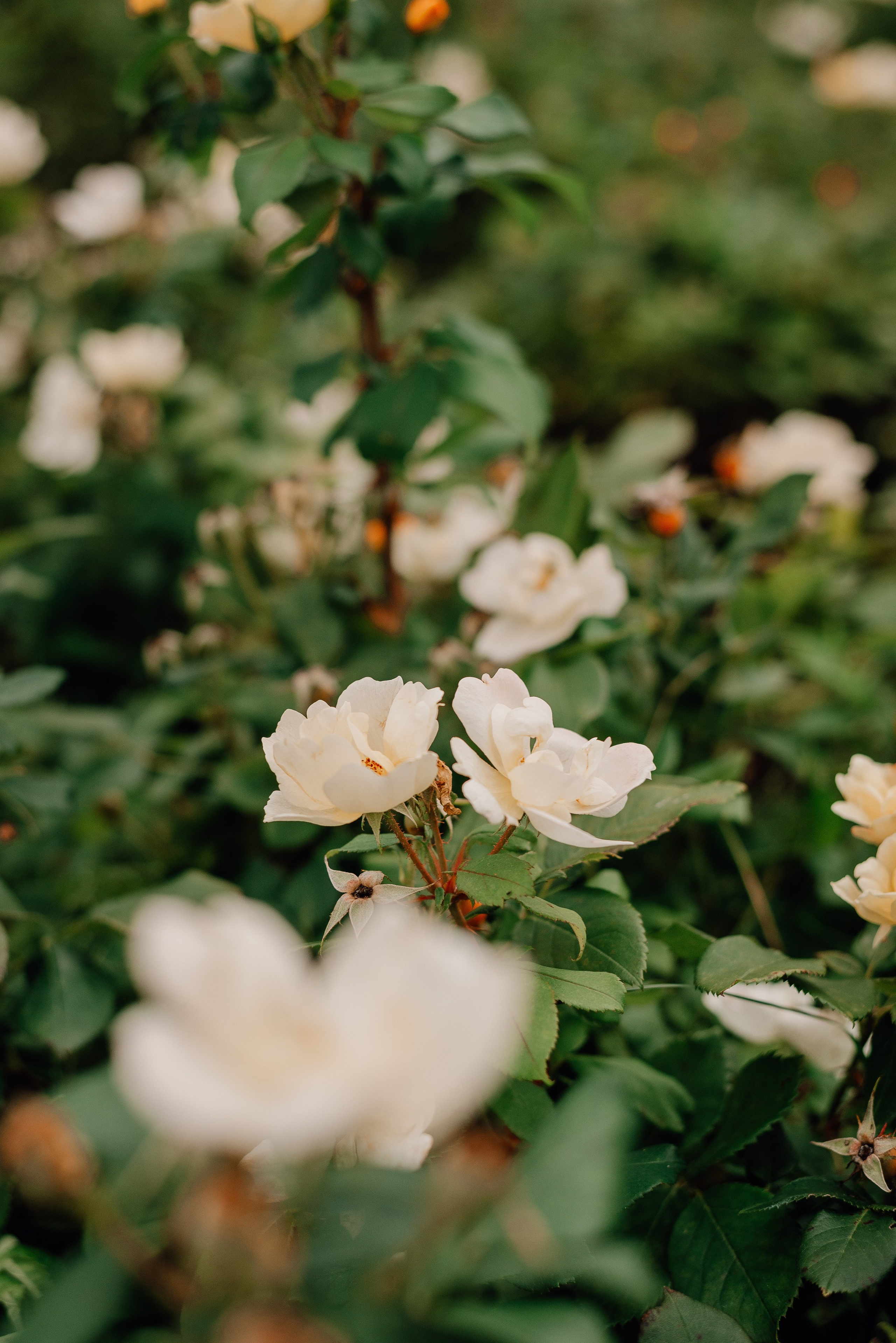 Выскубовы, Парк Горького. Семейный и детский фотограф Иваново Ксения Азаренкова