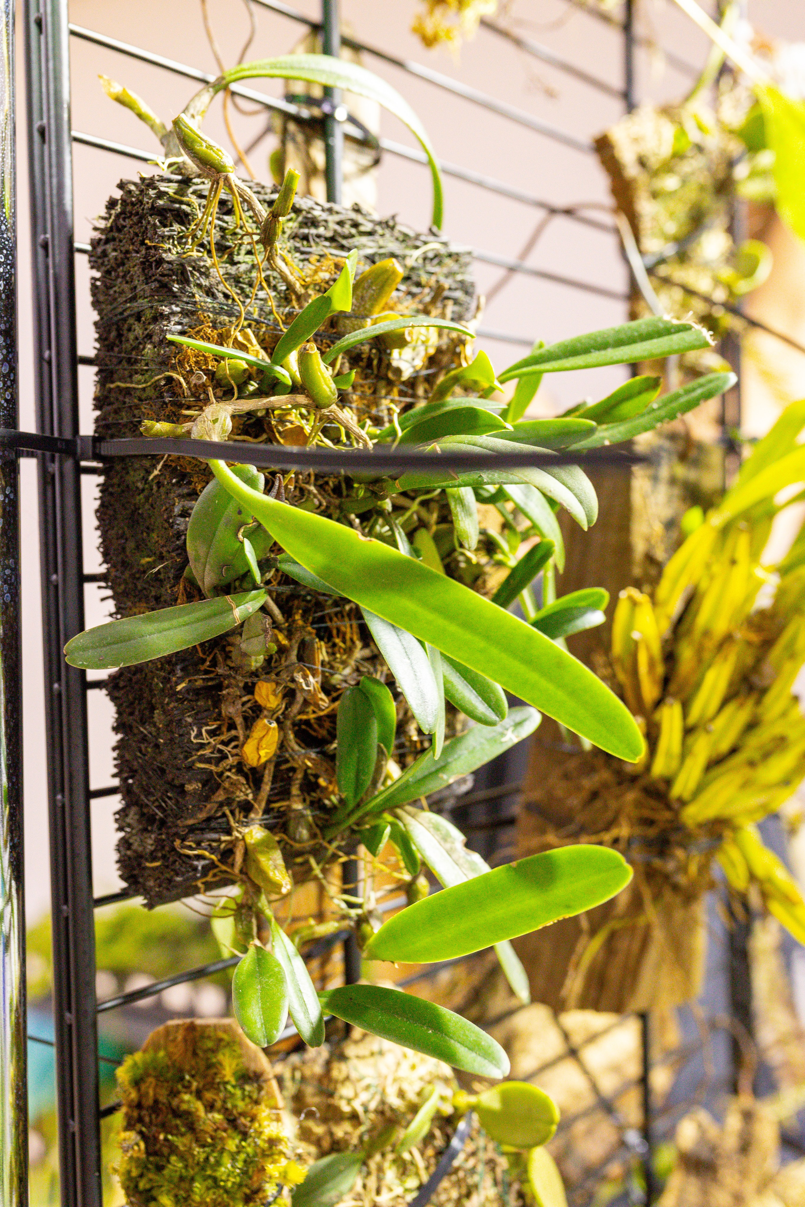 Монстериум 11–12 октября. Александра Куликова фотограф, Москва