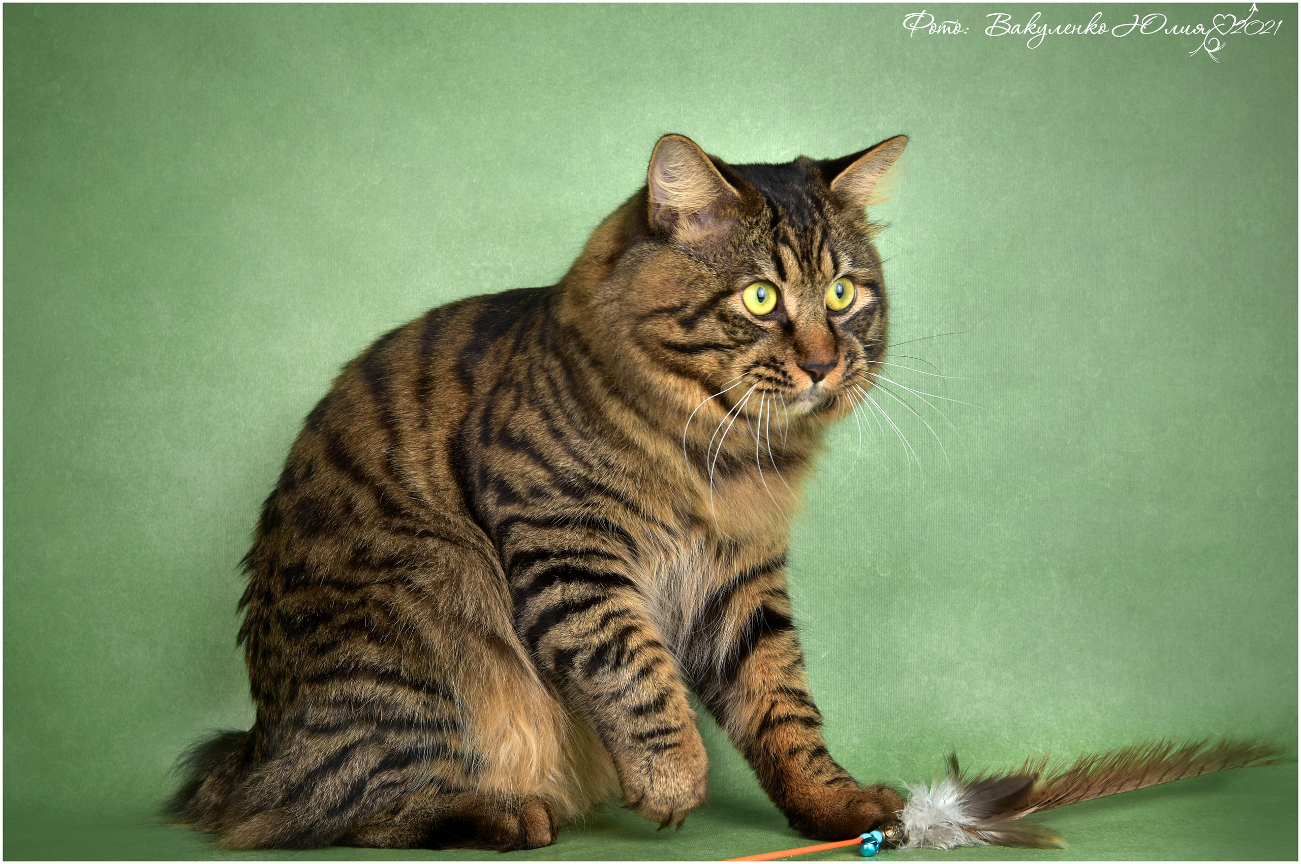 Взрослые. Фотограф анималист | семейный Юлия Вакуленко, г. Краснодар