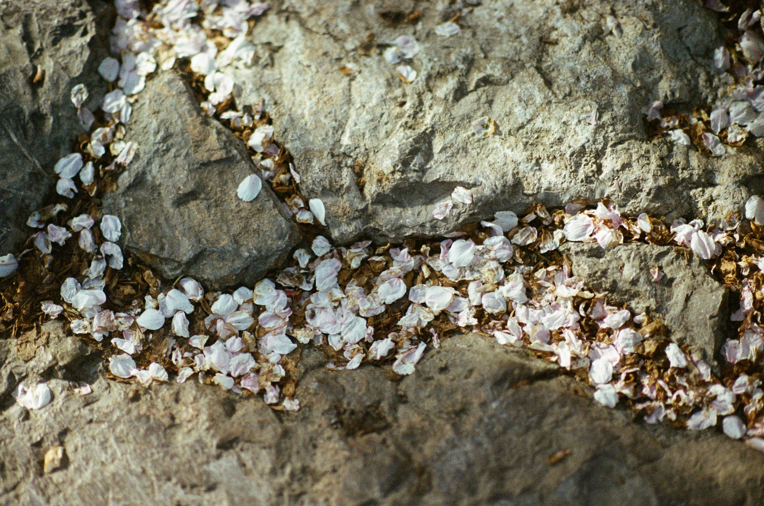 Sakura blues // ukraine, crimea VII. EVER EXPOSED