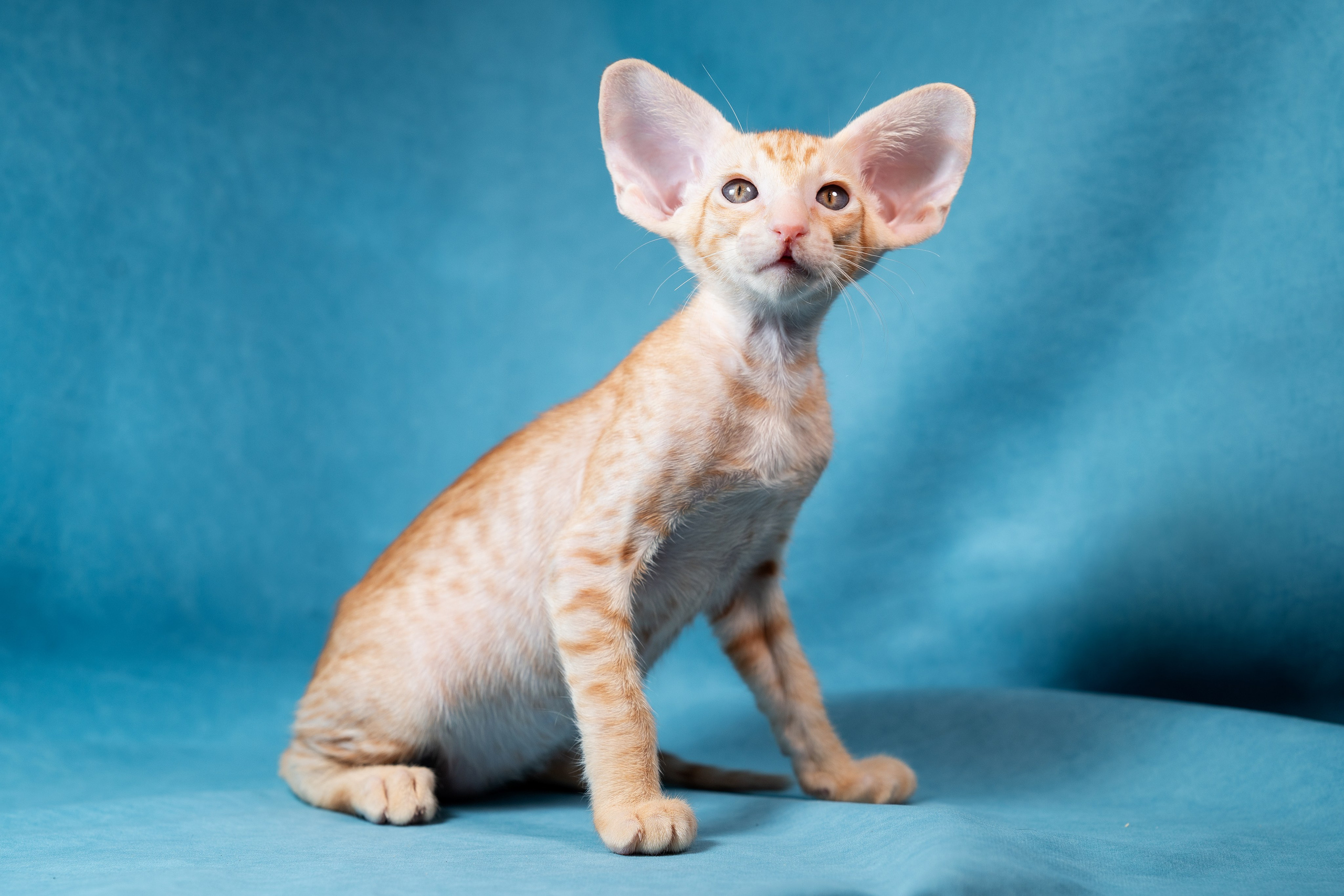 Заводчик Юлия Панова. Творческий фотограф Вологда