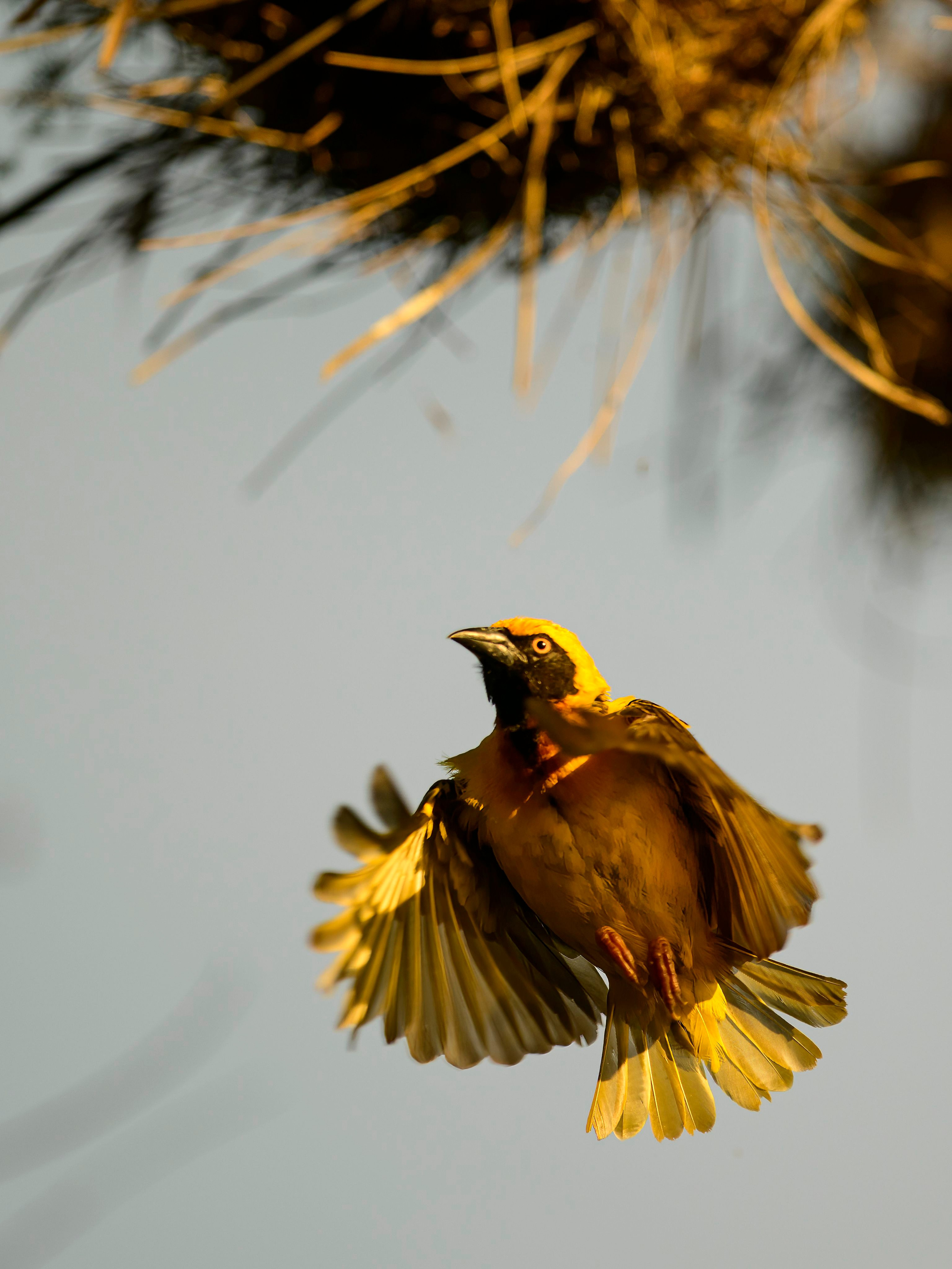 Кения. Wildlife photography by Sergey Puponin