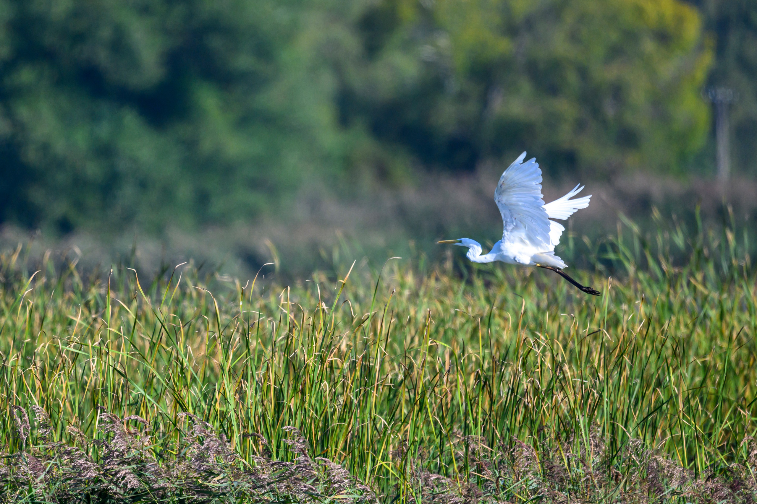 Бакланы и орлан-белохвост. Cormorants and white-tailed eagle. Фотограф Сергей Пупонин