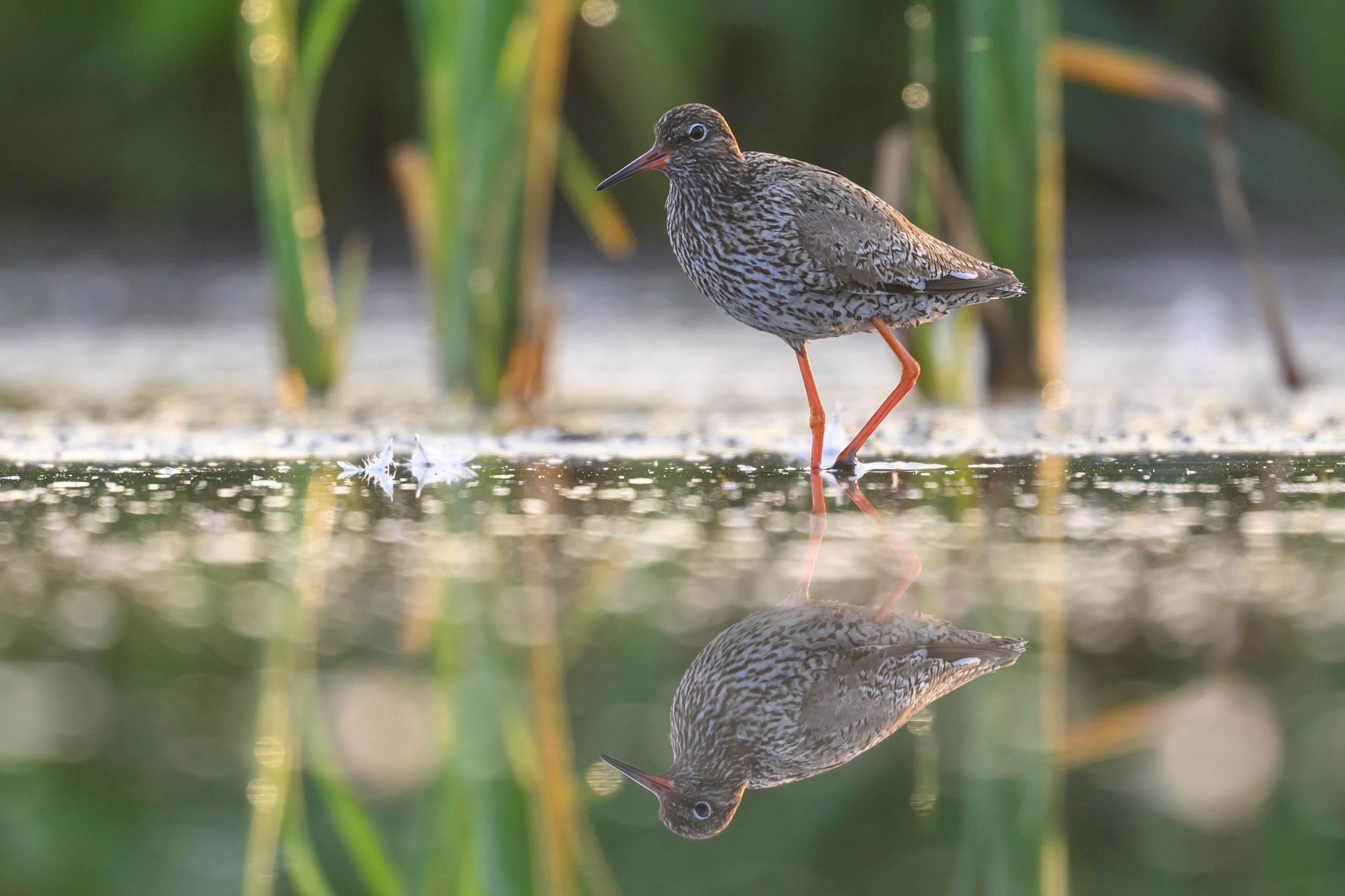 Кулики не позировали. Wildlife photography by Sergey Puponin